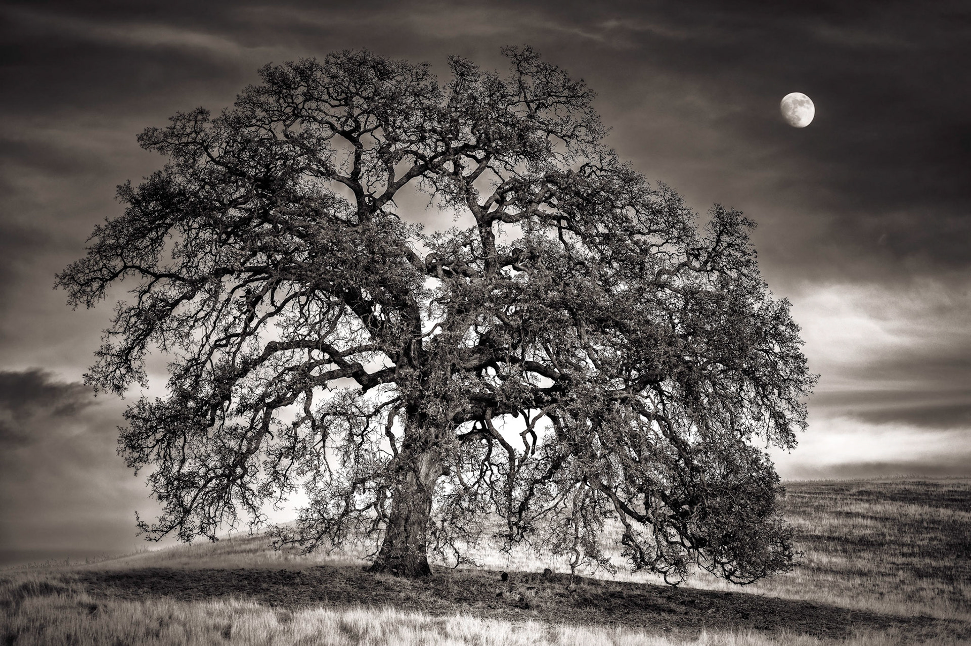 Grandfather Oak and Grandmother Moon, 2020