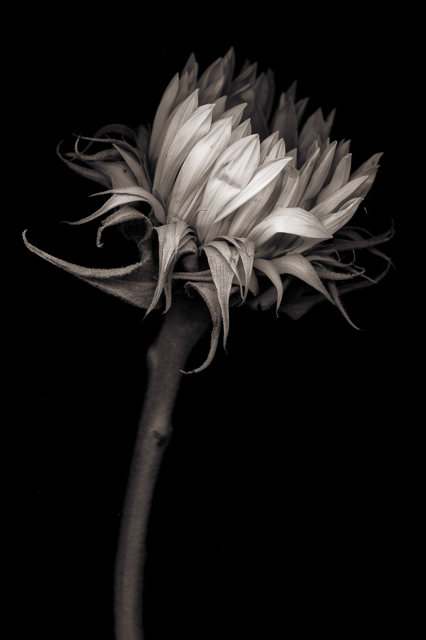 Radiance, 2019