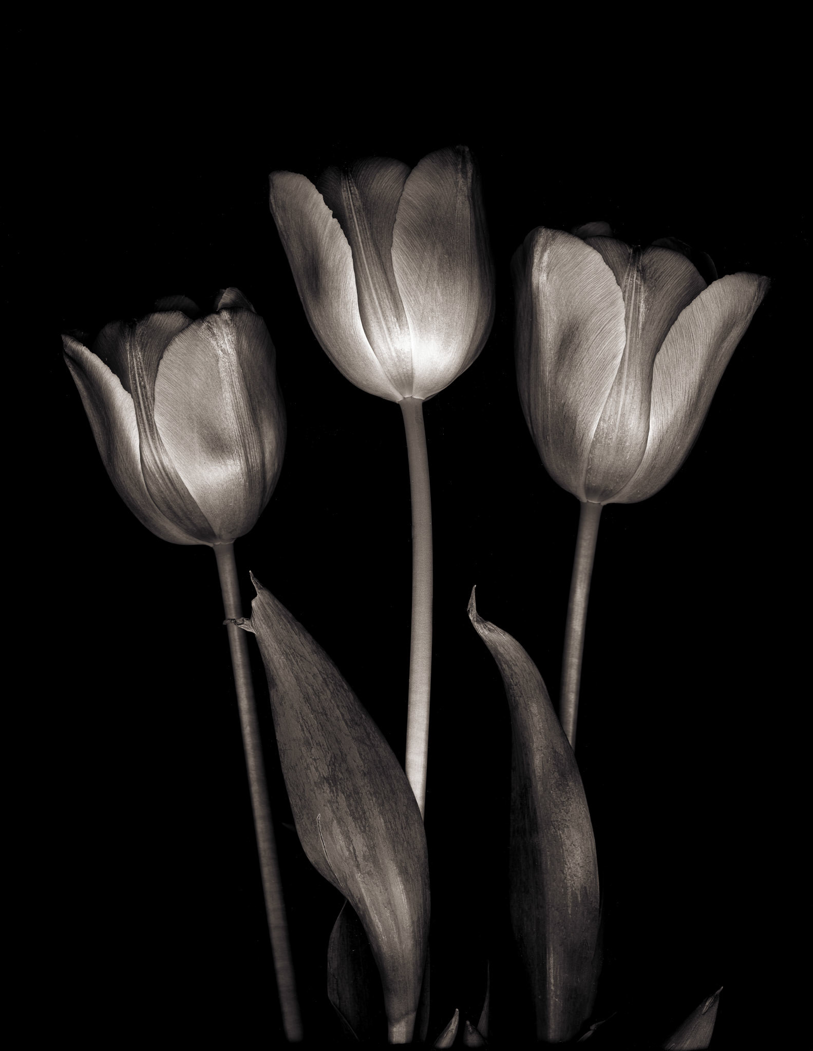 Tulips, 2019
