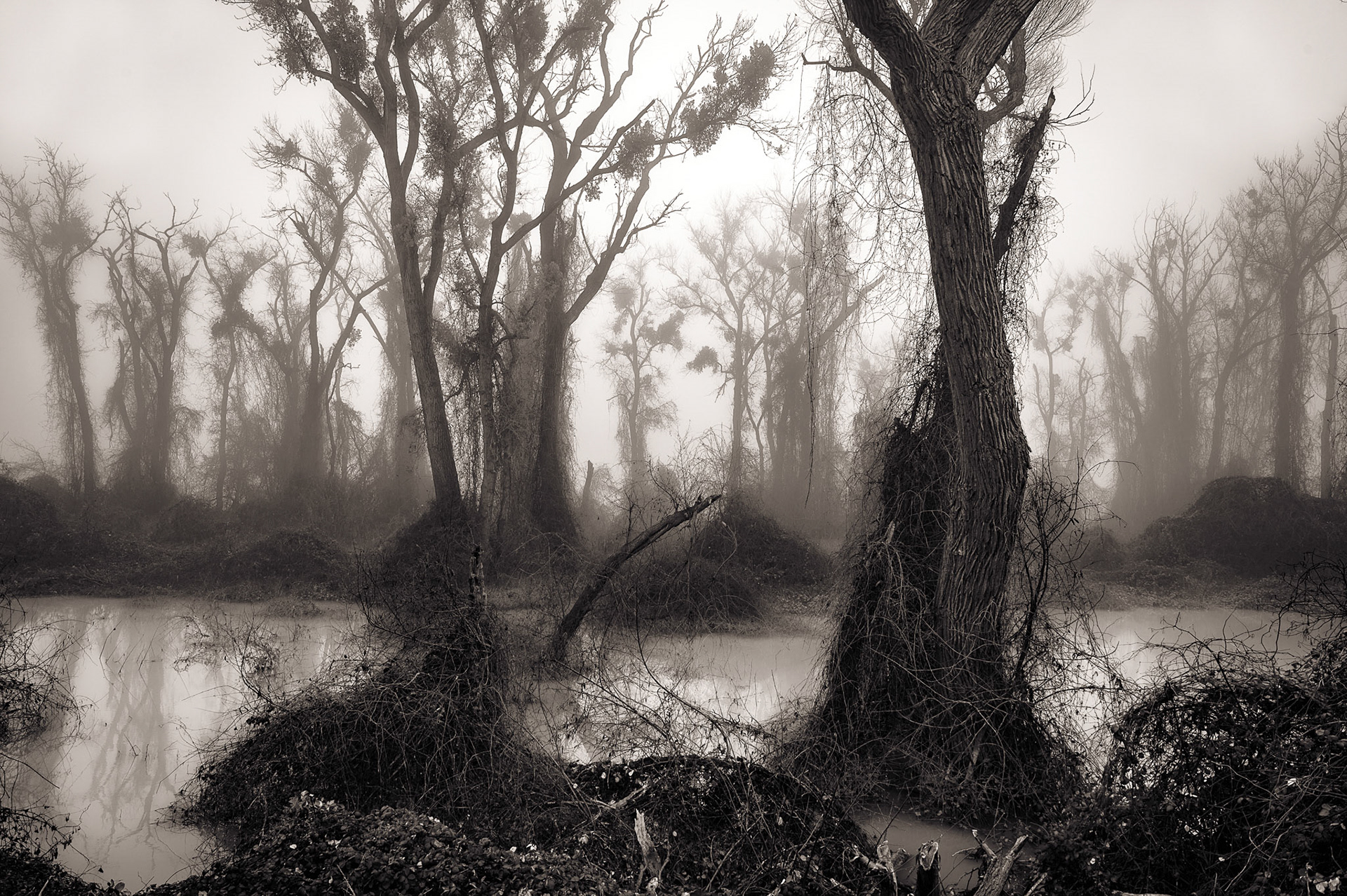 Foggy Morning on the River