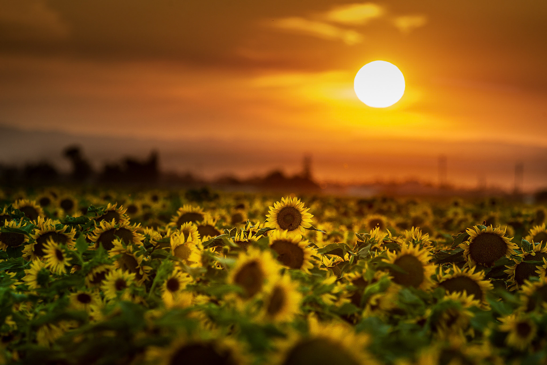 Yolo County Sunset