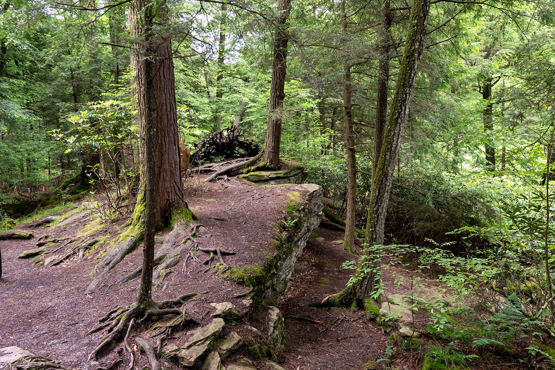 Swallow Falls State Park