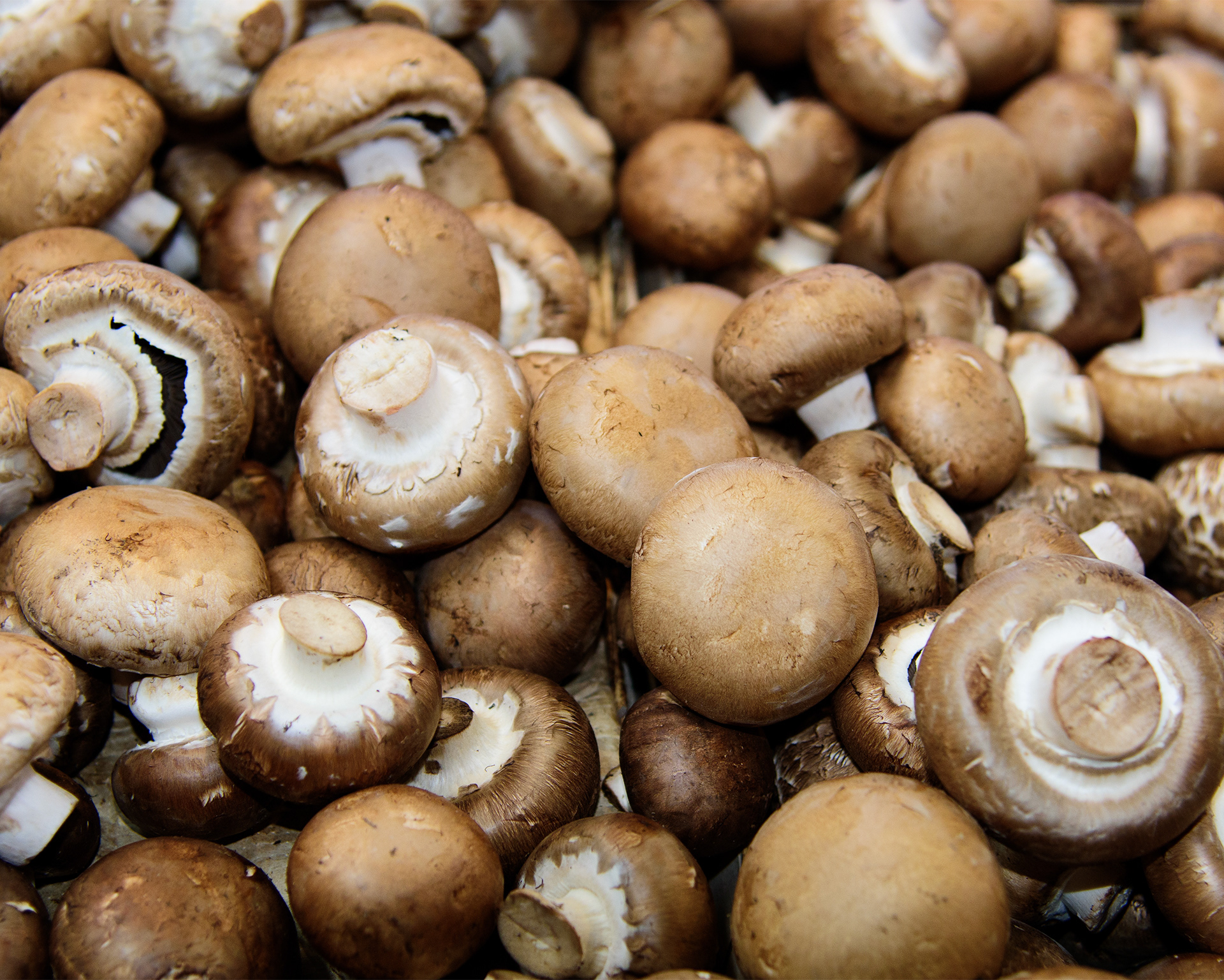 Photographie culinaire