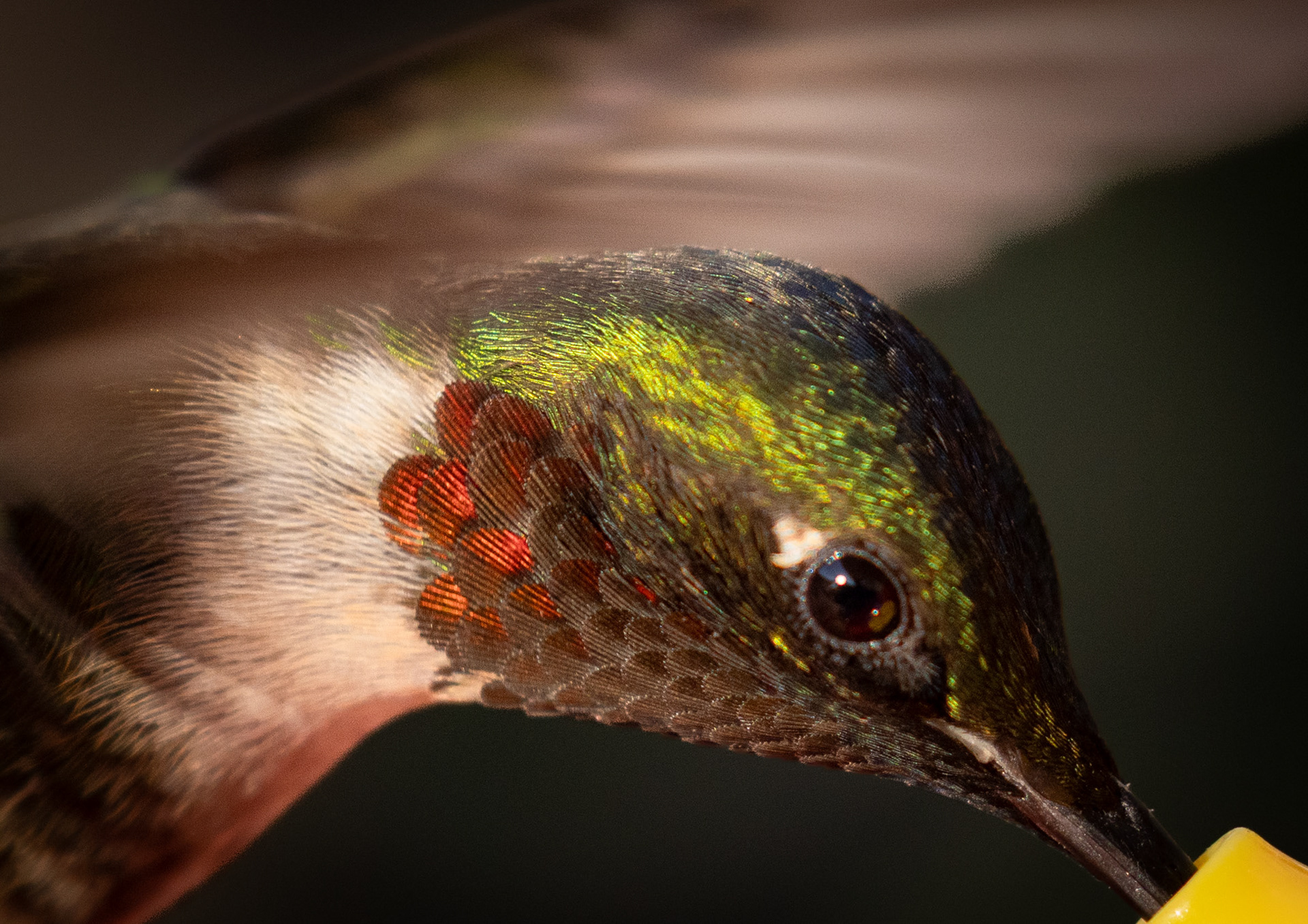 ruby-throated hummingbird, Woodbridge, VA