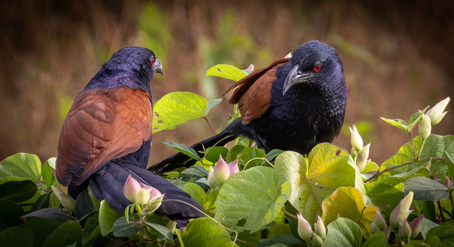 Coucal couples build the nest and raise their young together.