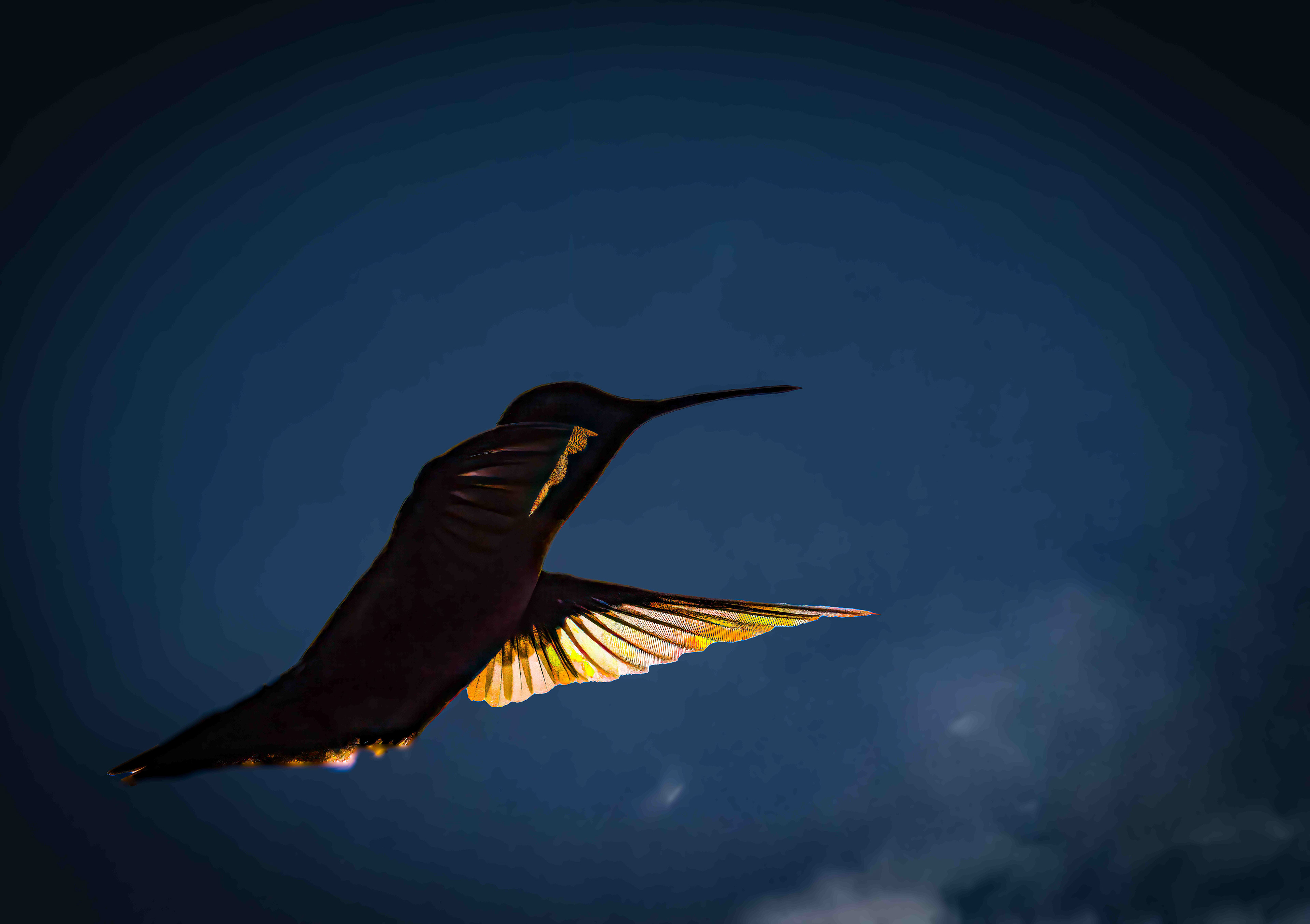 ruby-throated hummingbird, Woodbridge, VA
