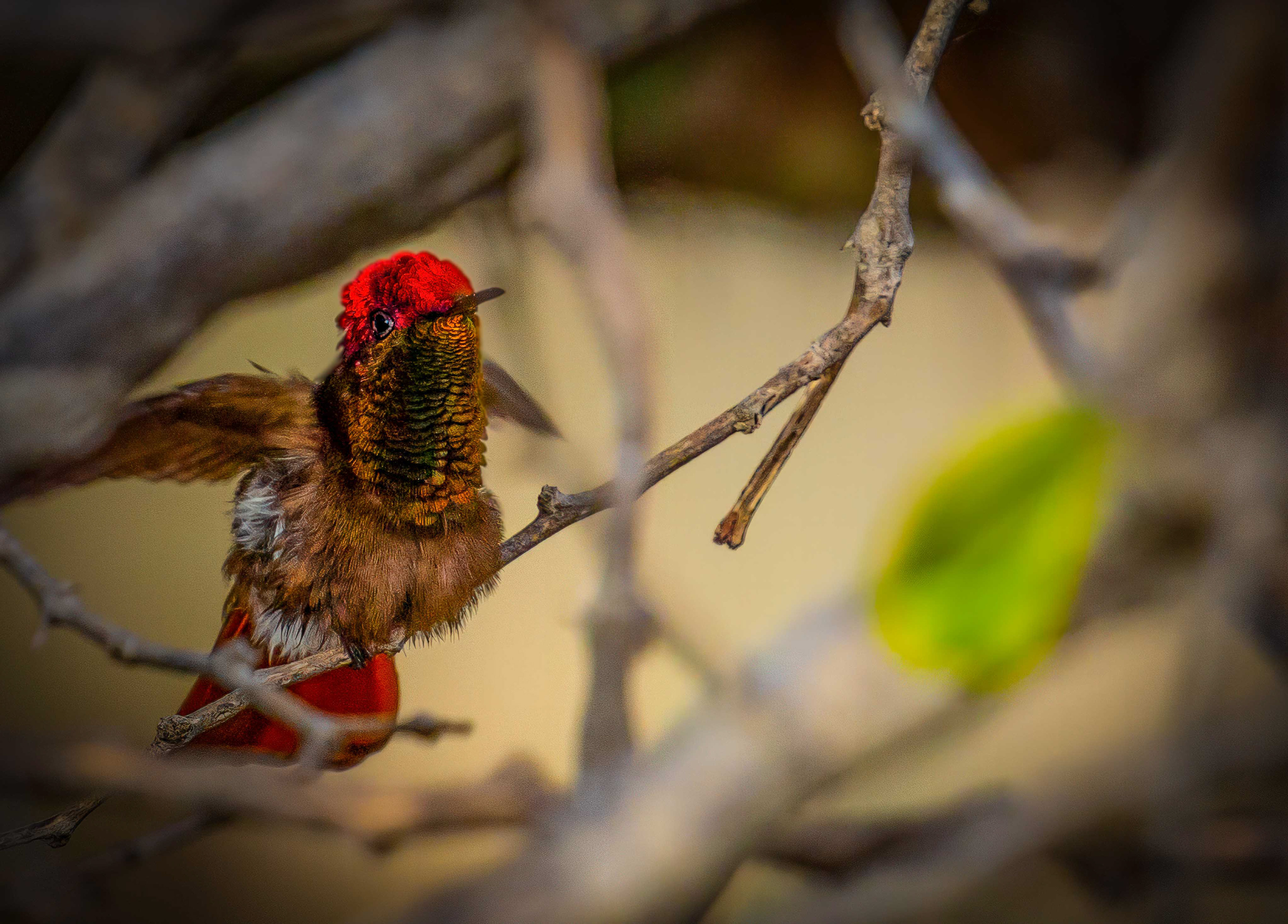 ruby-topaz hummingbird, Aruba