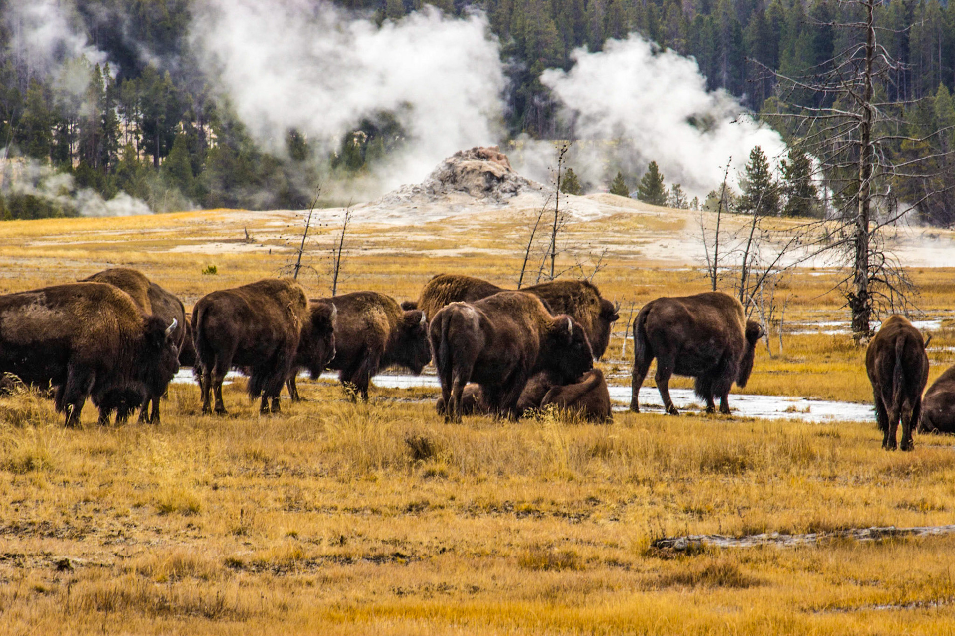 American Bison