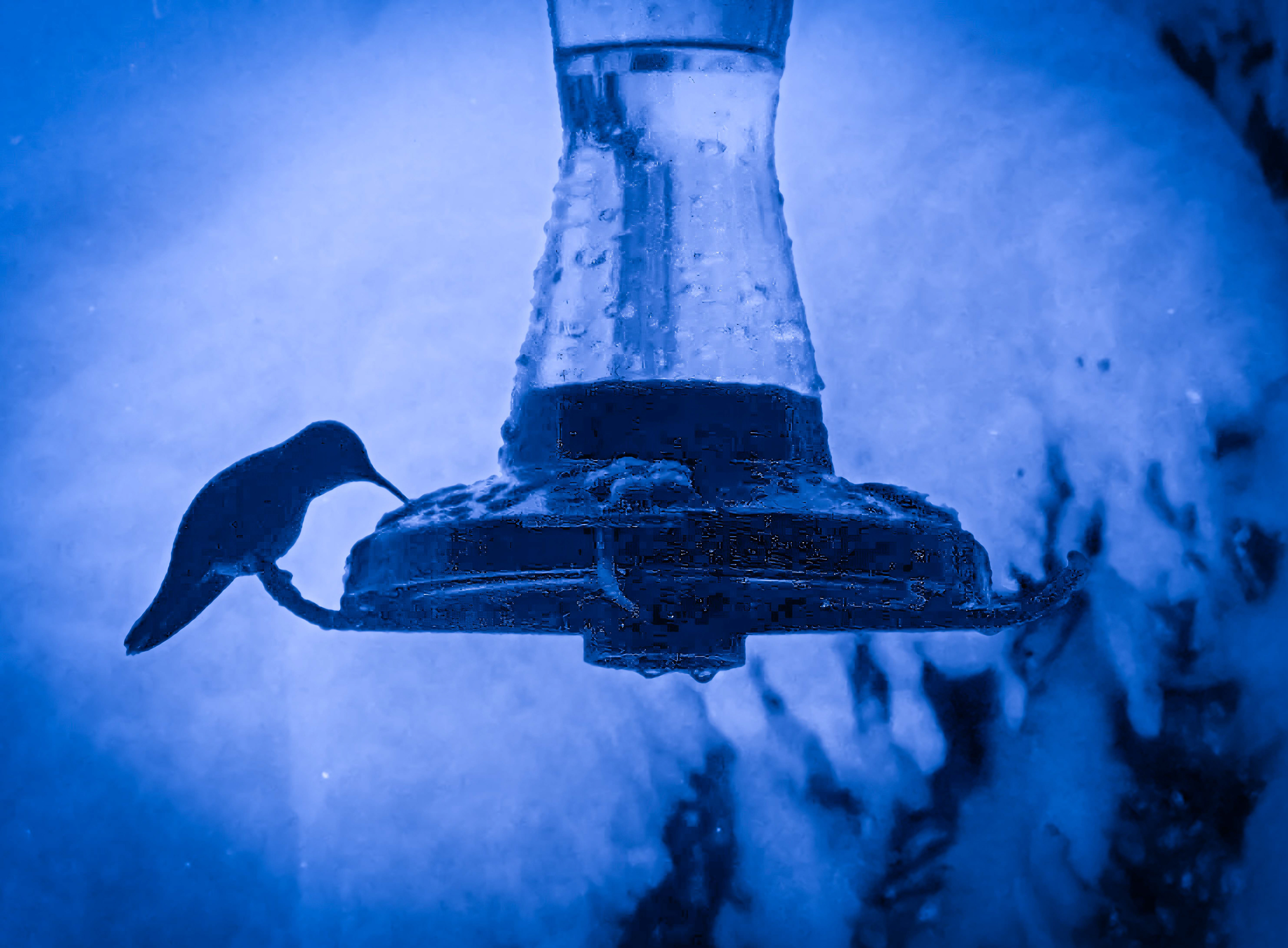 May 1983, this broadtailed hummingbird arrived a little early - Nederland, Colorado