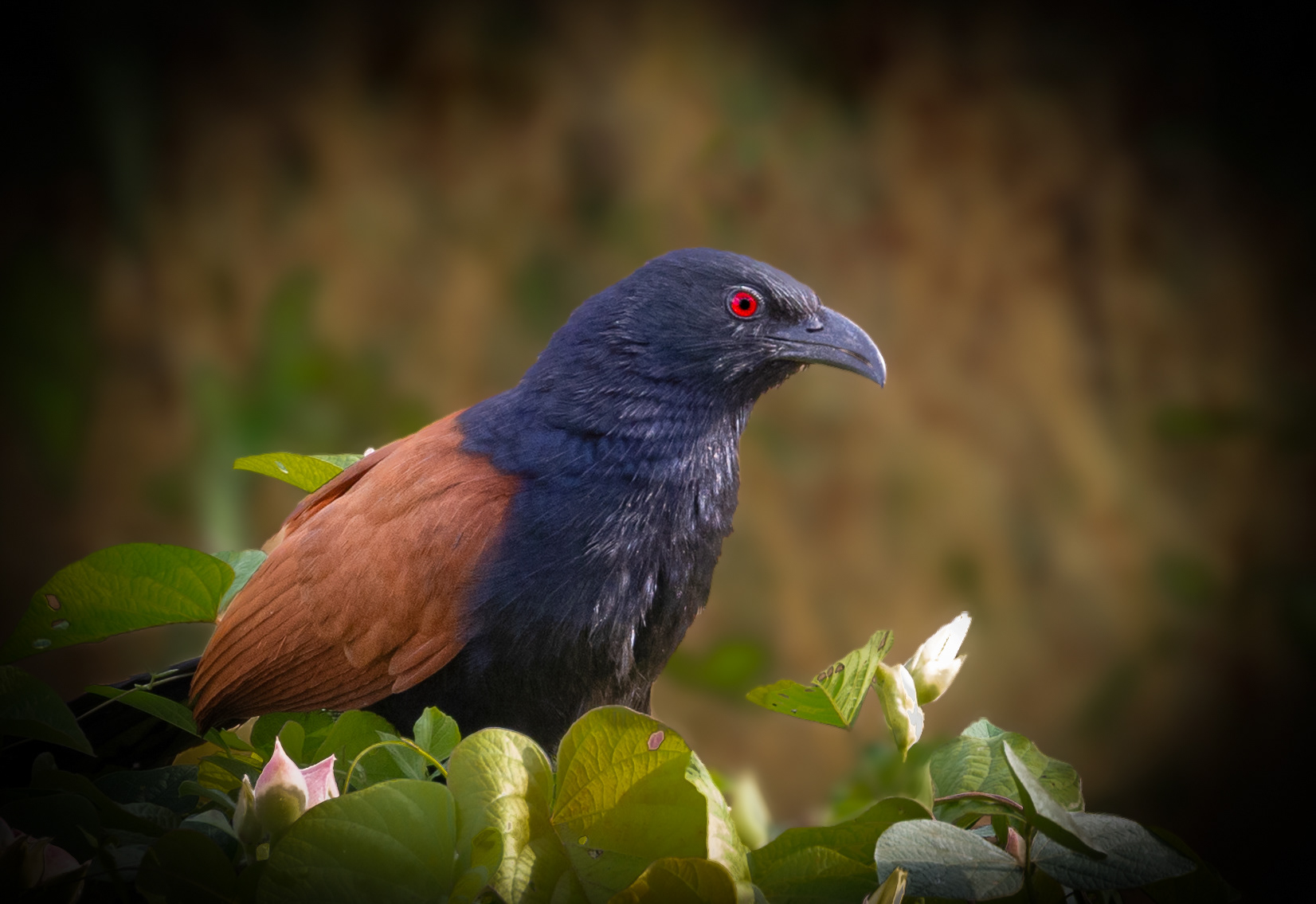 Also called "crow pheasant", coucals live for up to 10 years.