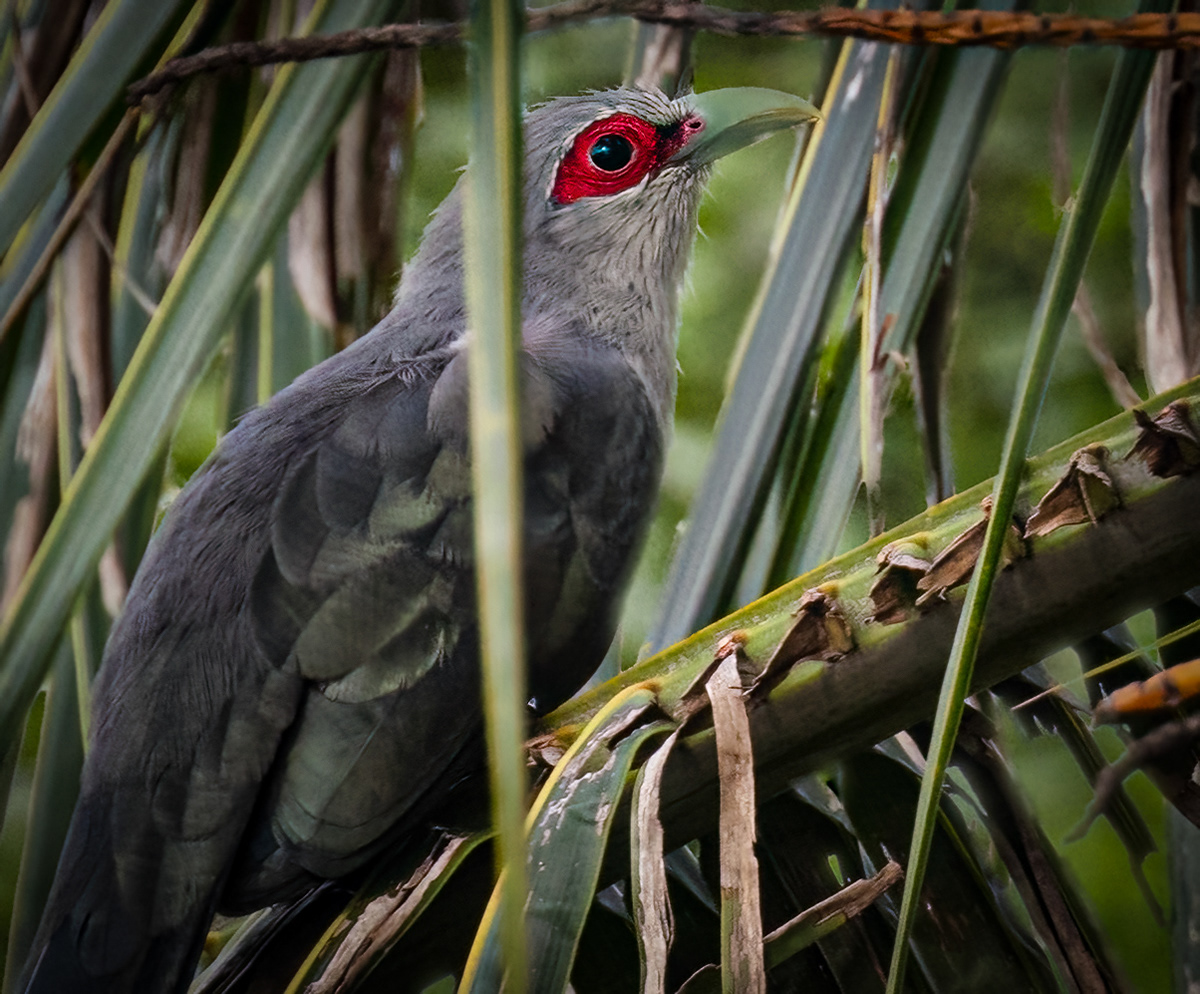 green-billed malkoha