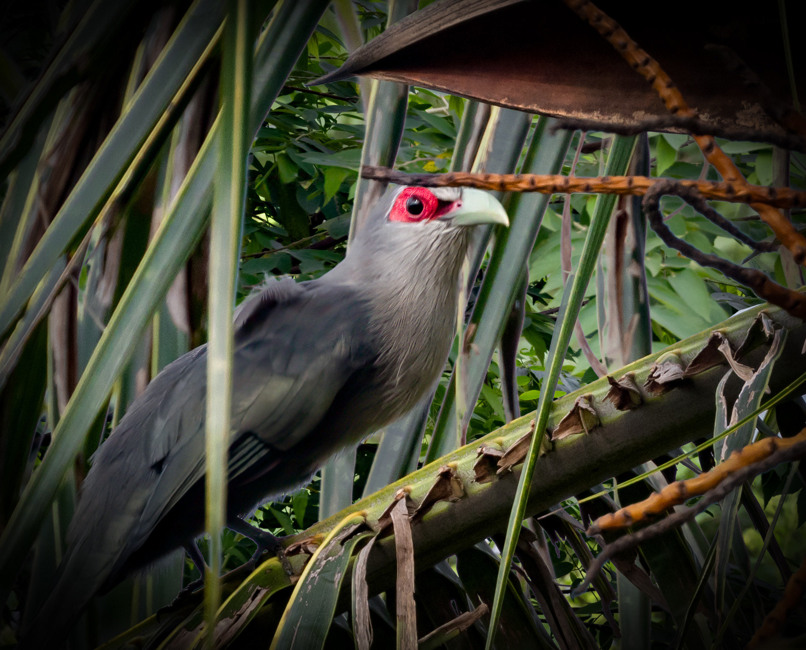 Malkohas are members of the cuckoo order like their cousins, the coucals.