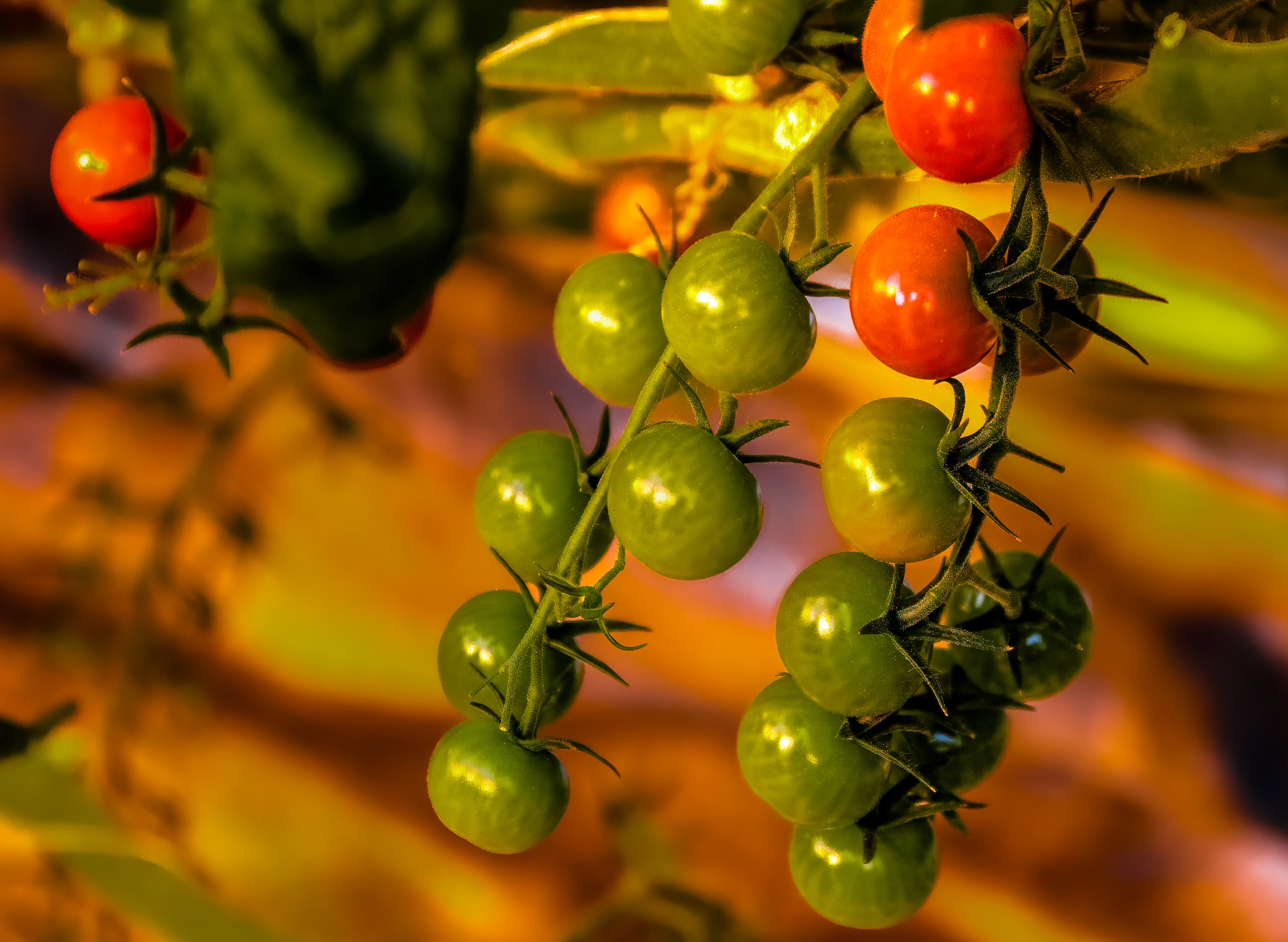 Tomatoes are grown all year long in Friðheimar's geothermal heated greenhouses.