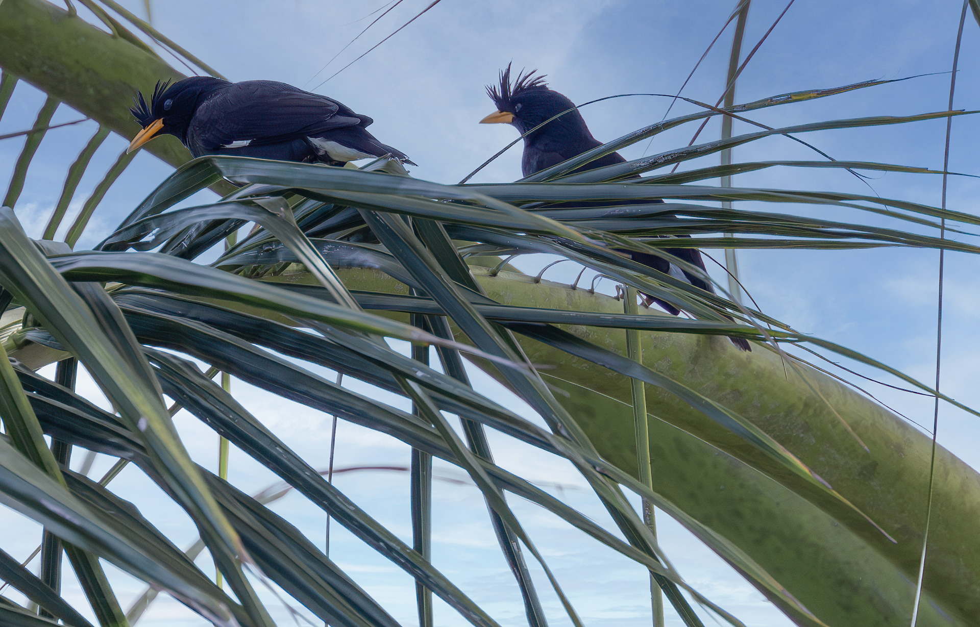a pair of great mynas