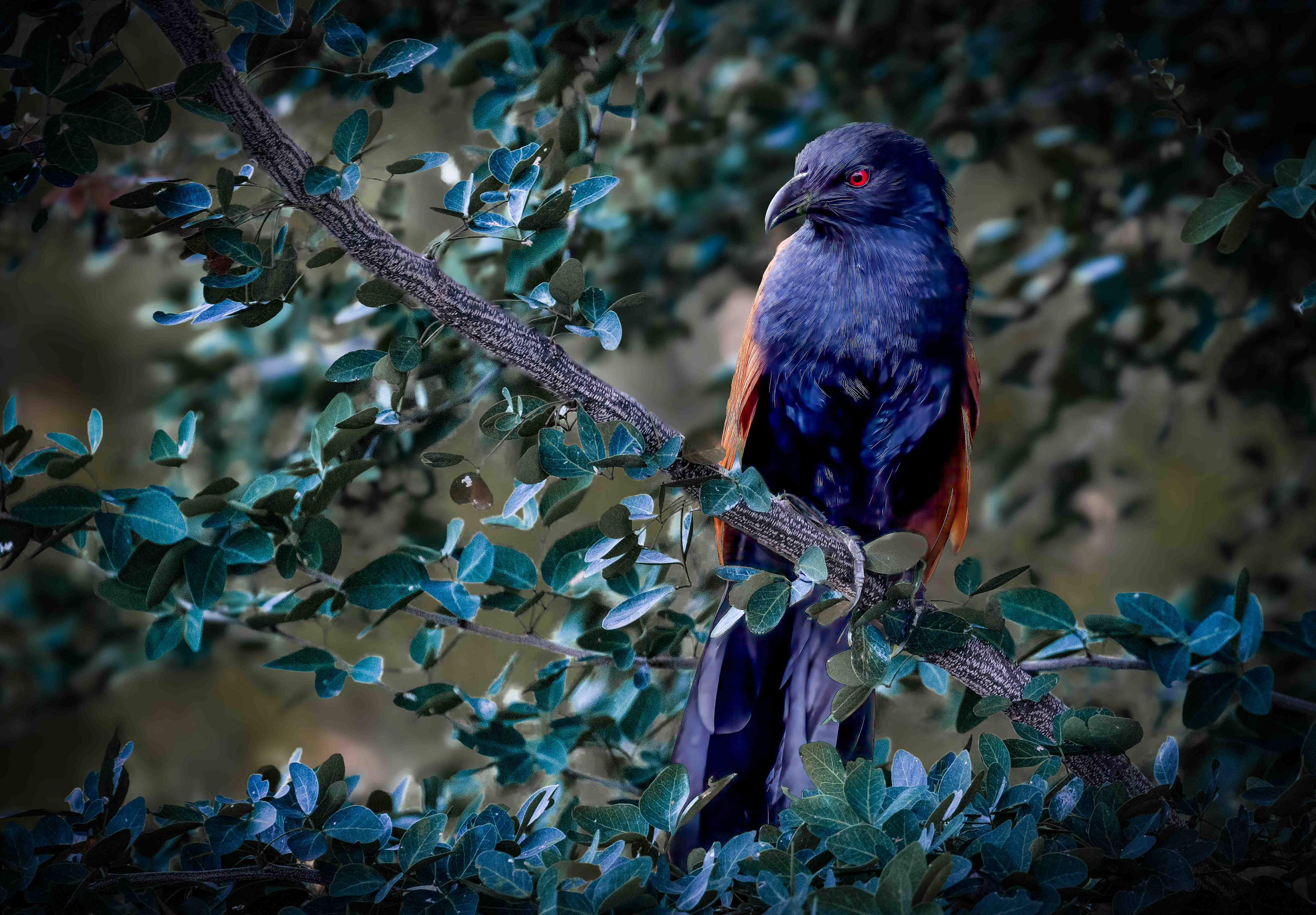 Coucals are large, up to 48 cm and are poor flyers generally foraging on the ground.