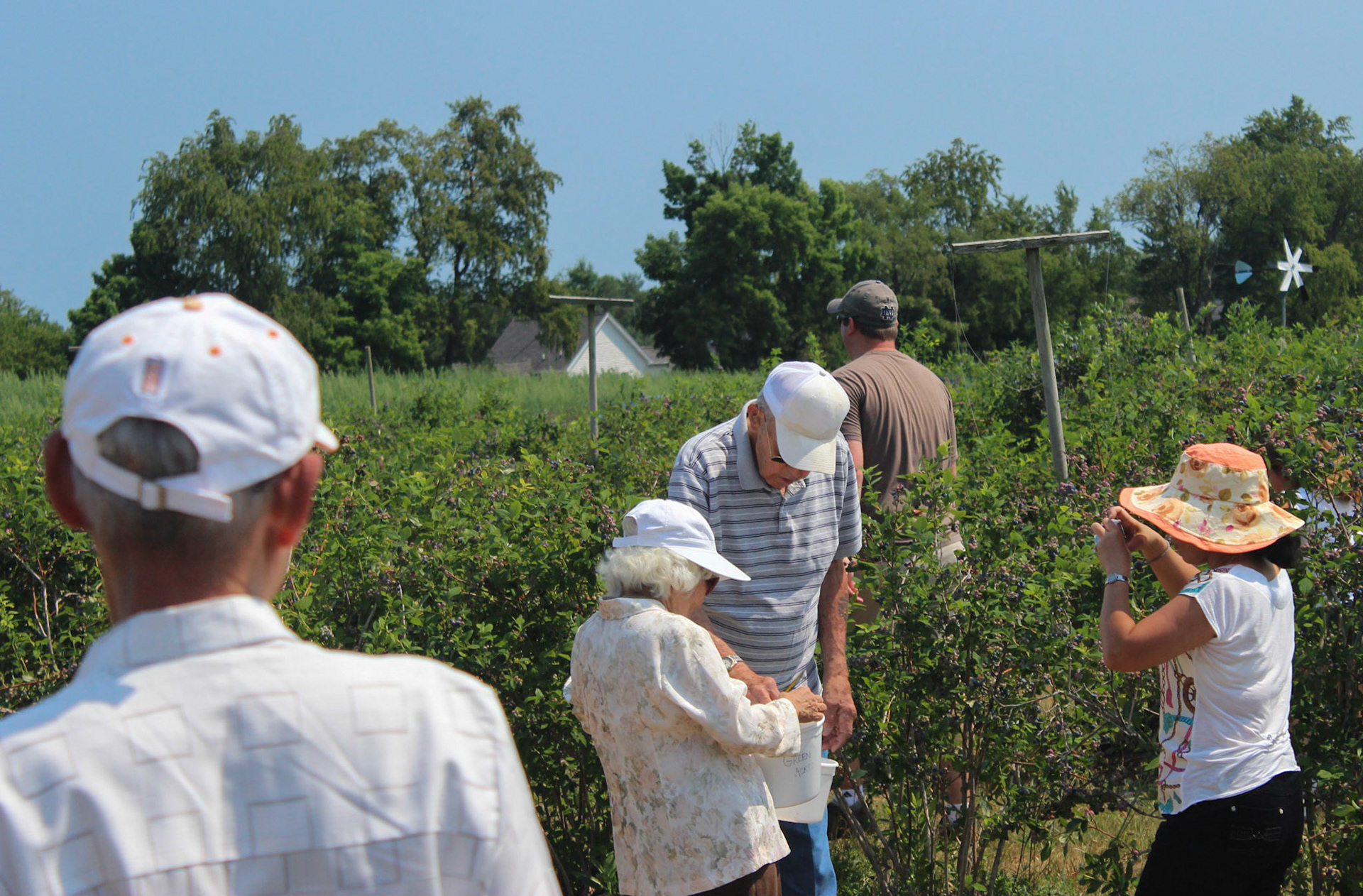 Picking Blueberries with Mẹ và Ba