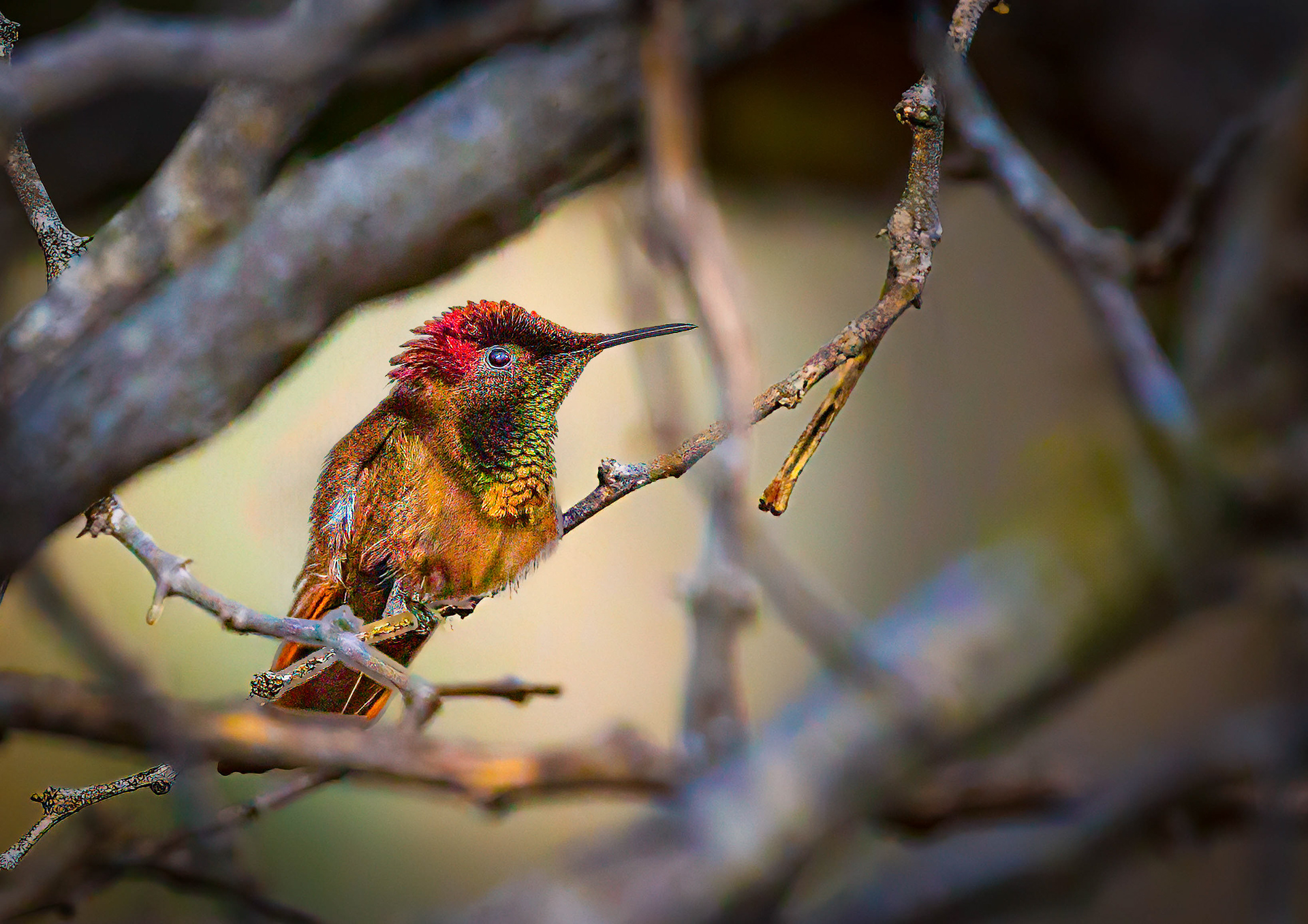 ruby-topaz hummingbird, Aruba