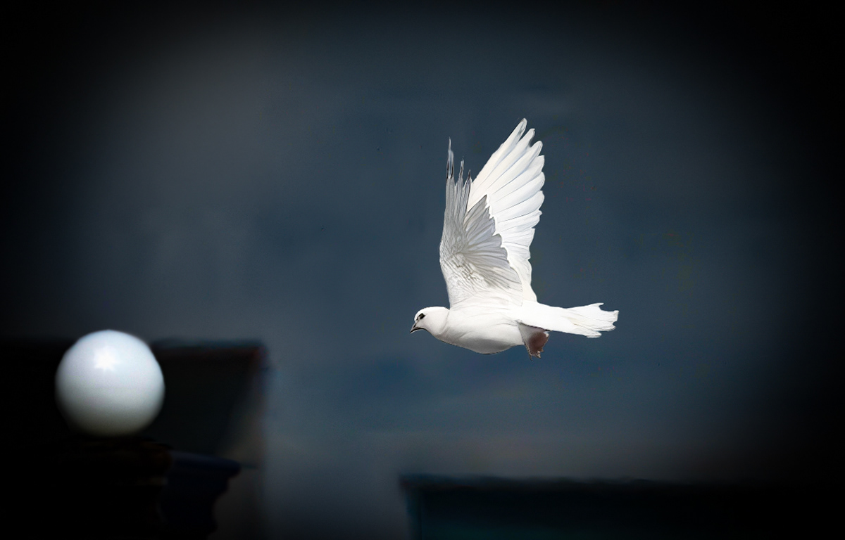 white dove