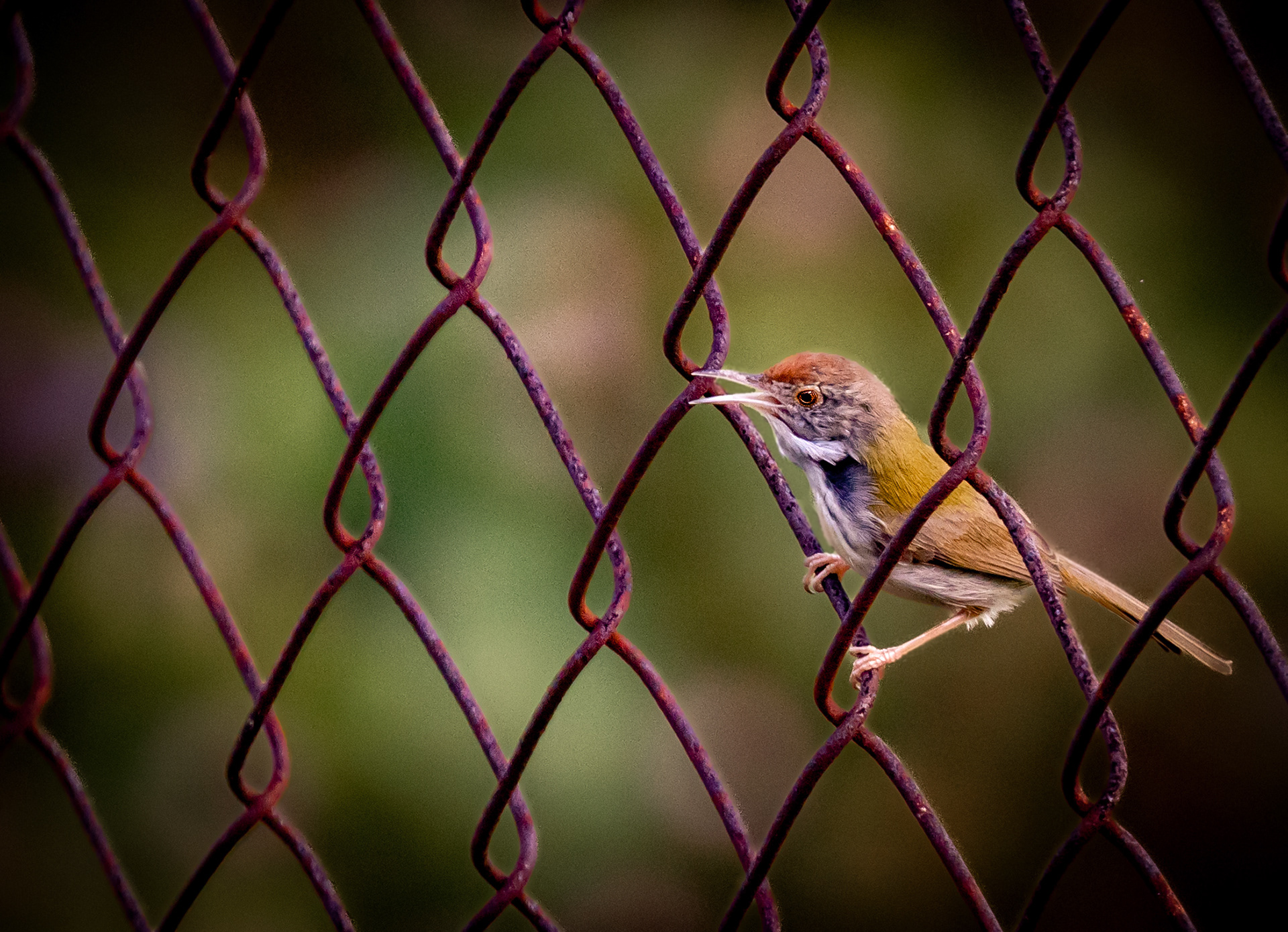The tailorbirds weave leaves together with spider silk and other fiberous material to create their nest.