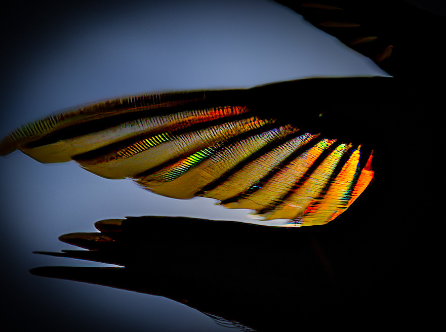 1/6400th of a second shutter was necessary to freeze the wings. The feathers were a diffraction grating, breaking up the sunlight into its component colors. This series took way more patience than technique. Morning after morning, finally finding a few hummingbirds to cooperate.