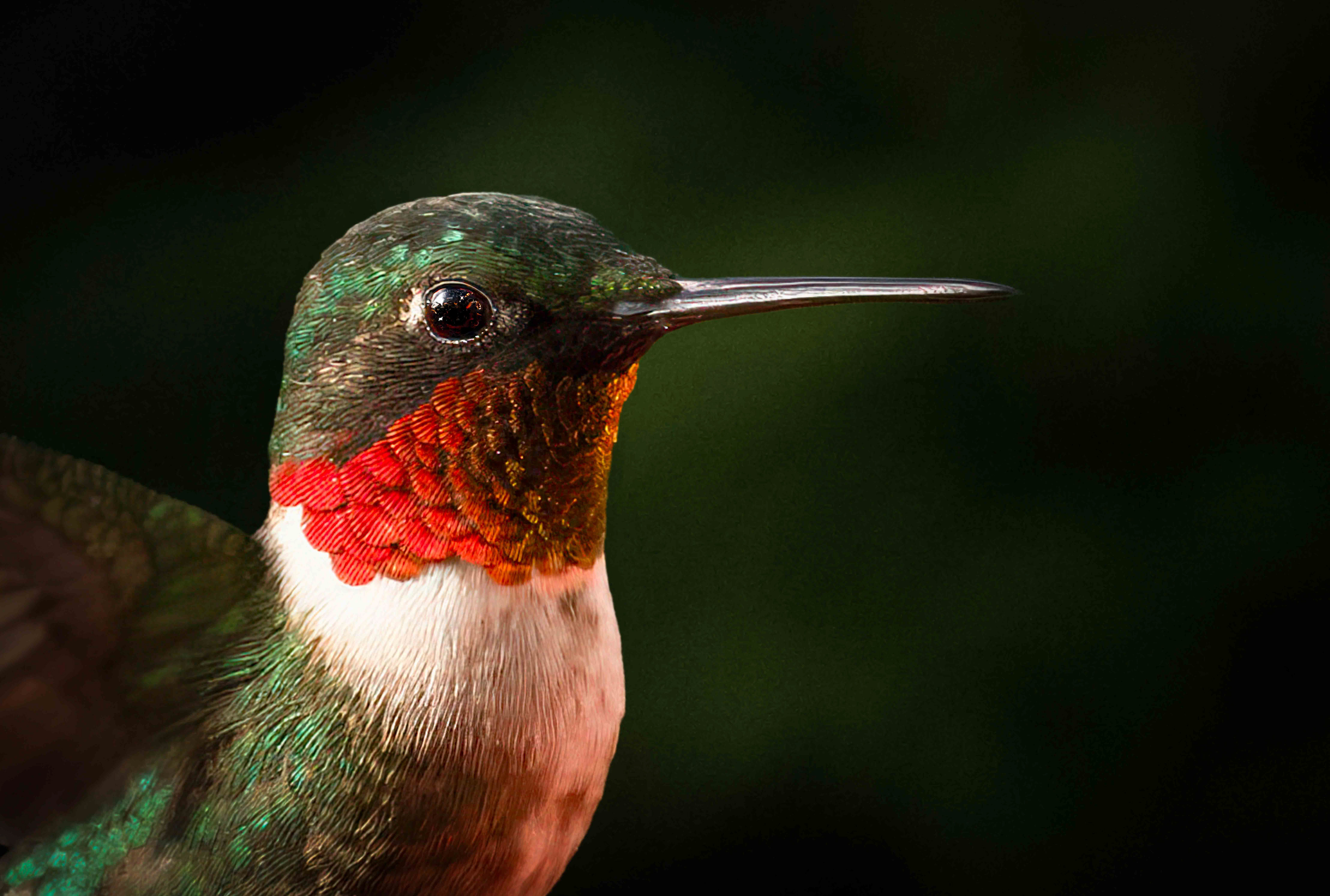 ruby-throated hummingbird, Woodbridge, VA