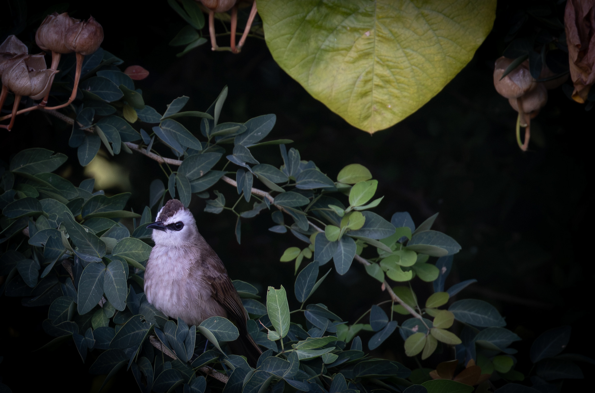yellow-vented bulbul