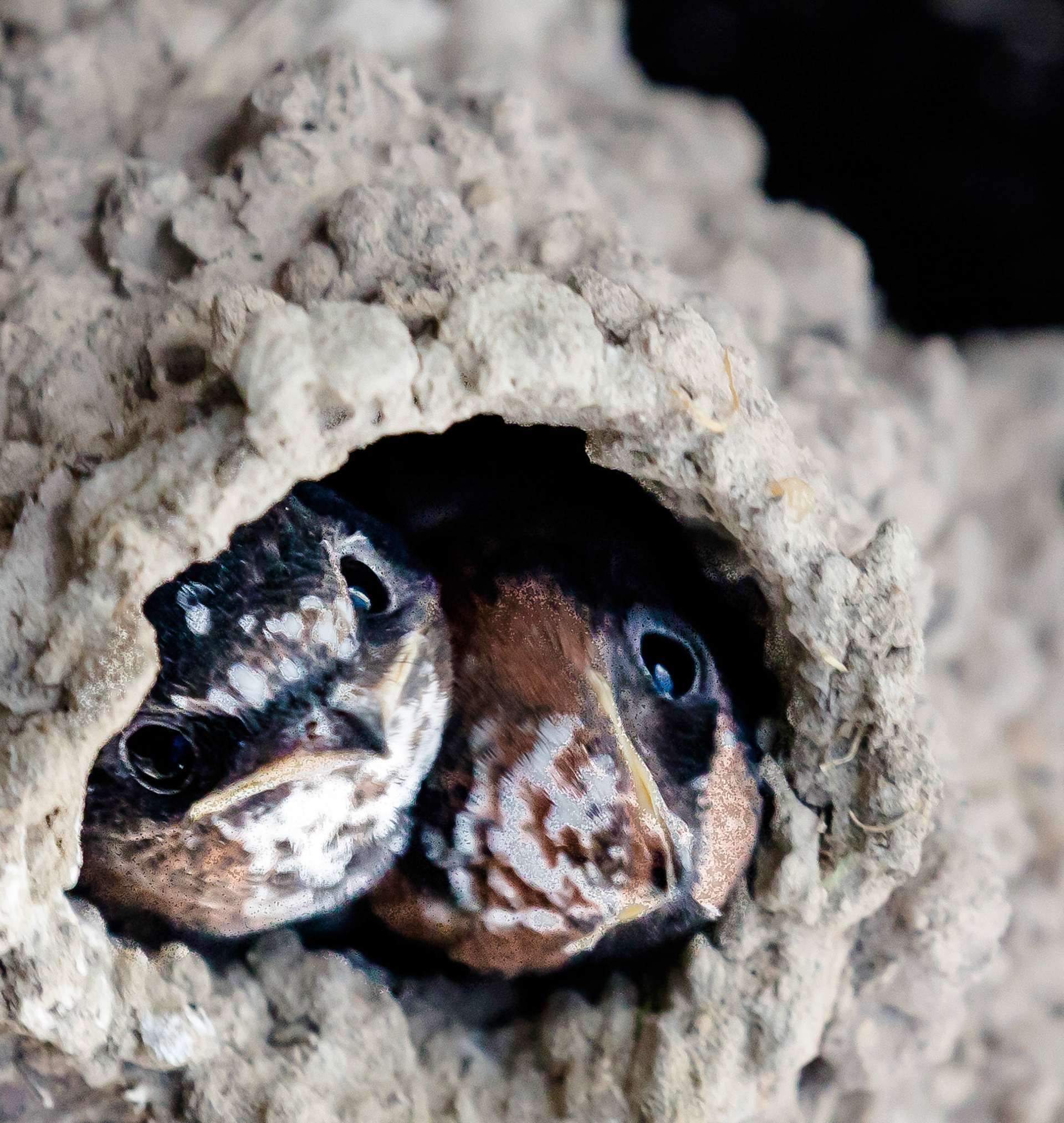 Swallow Chicks
