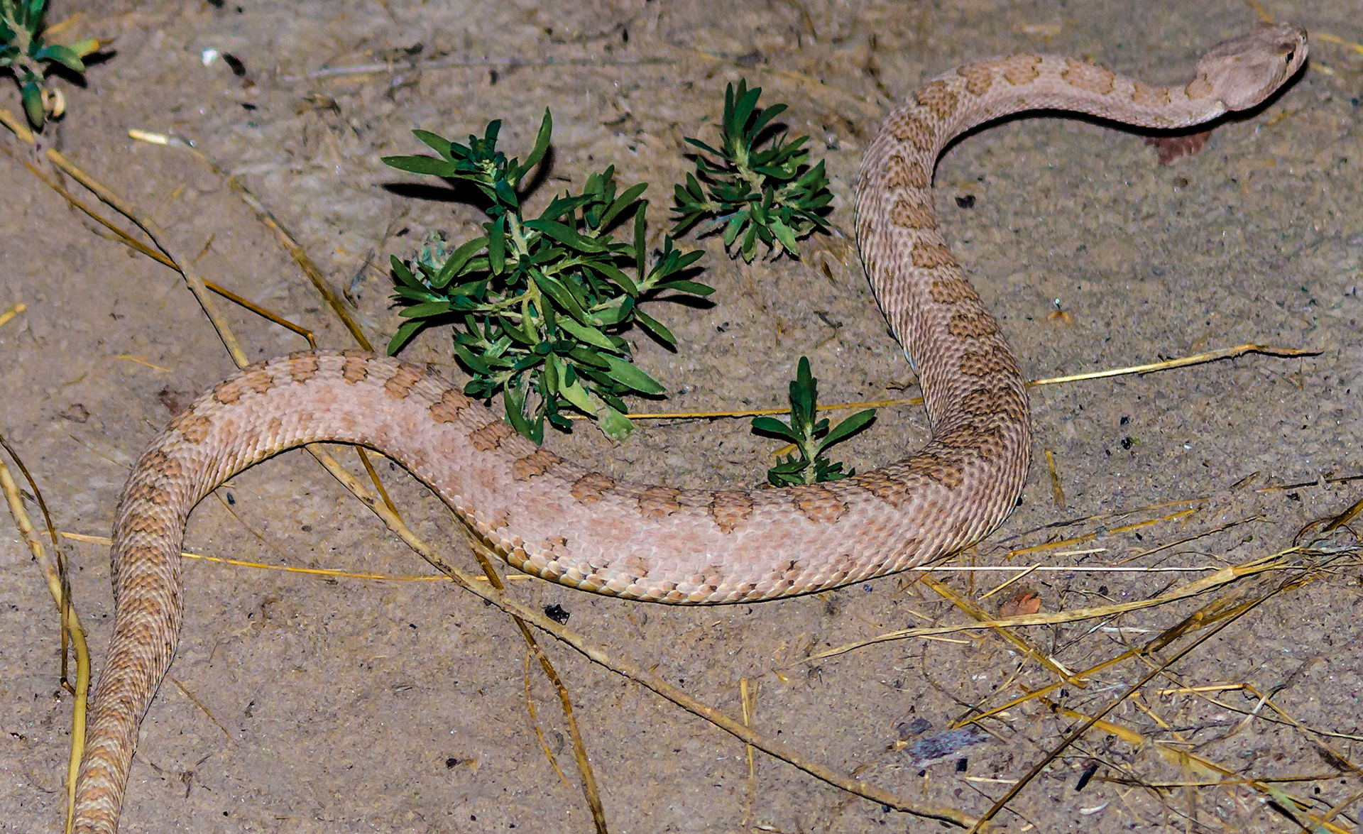Bic nearly stepped on the mother of this rattler.