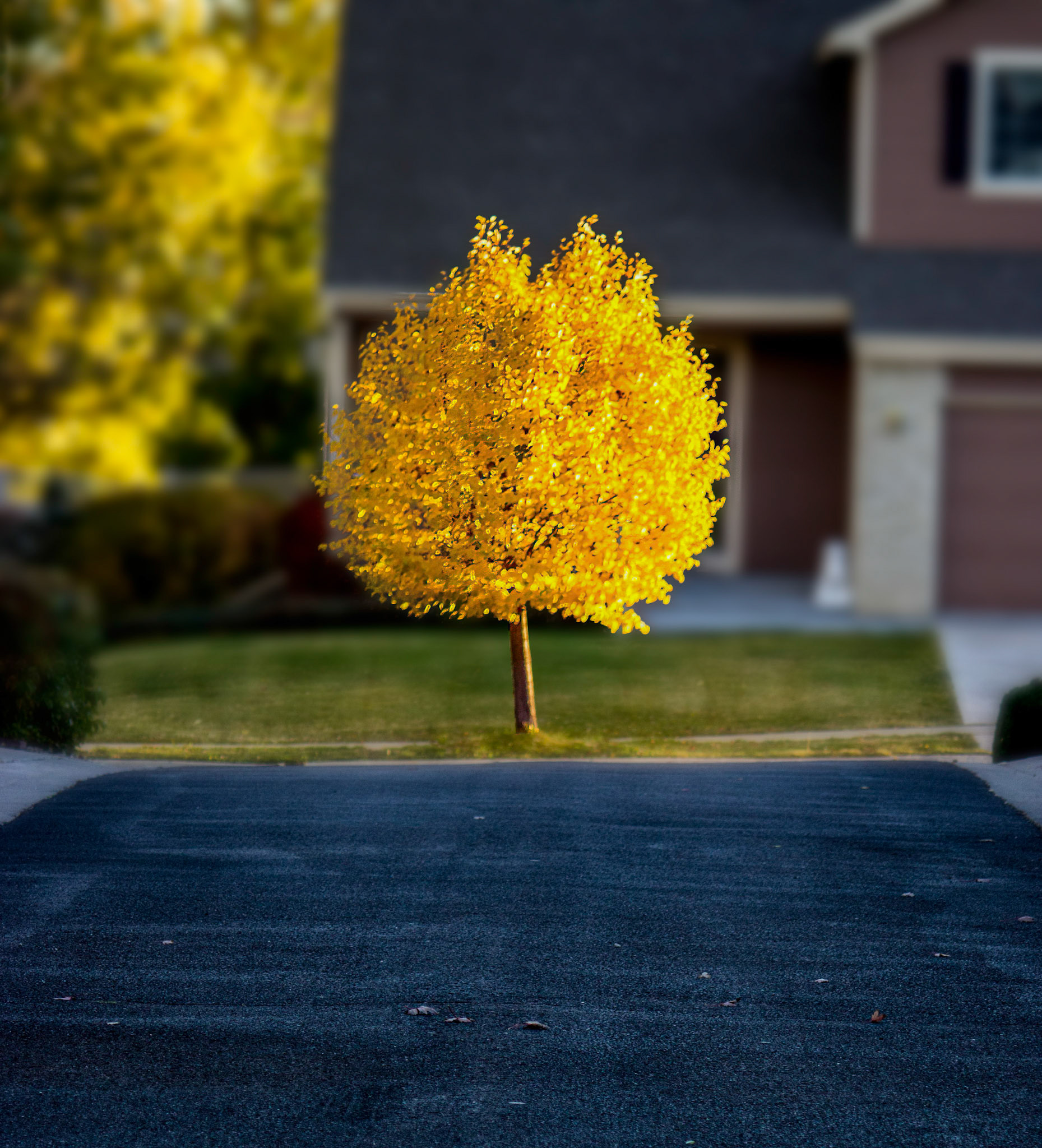 Fall Color Behind Our House