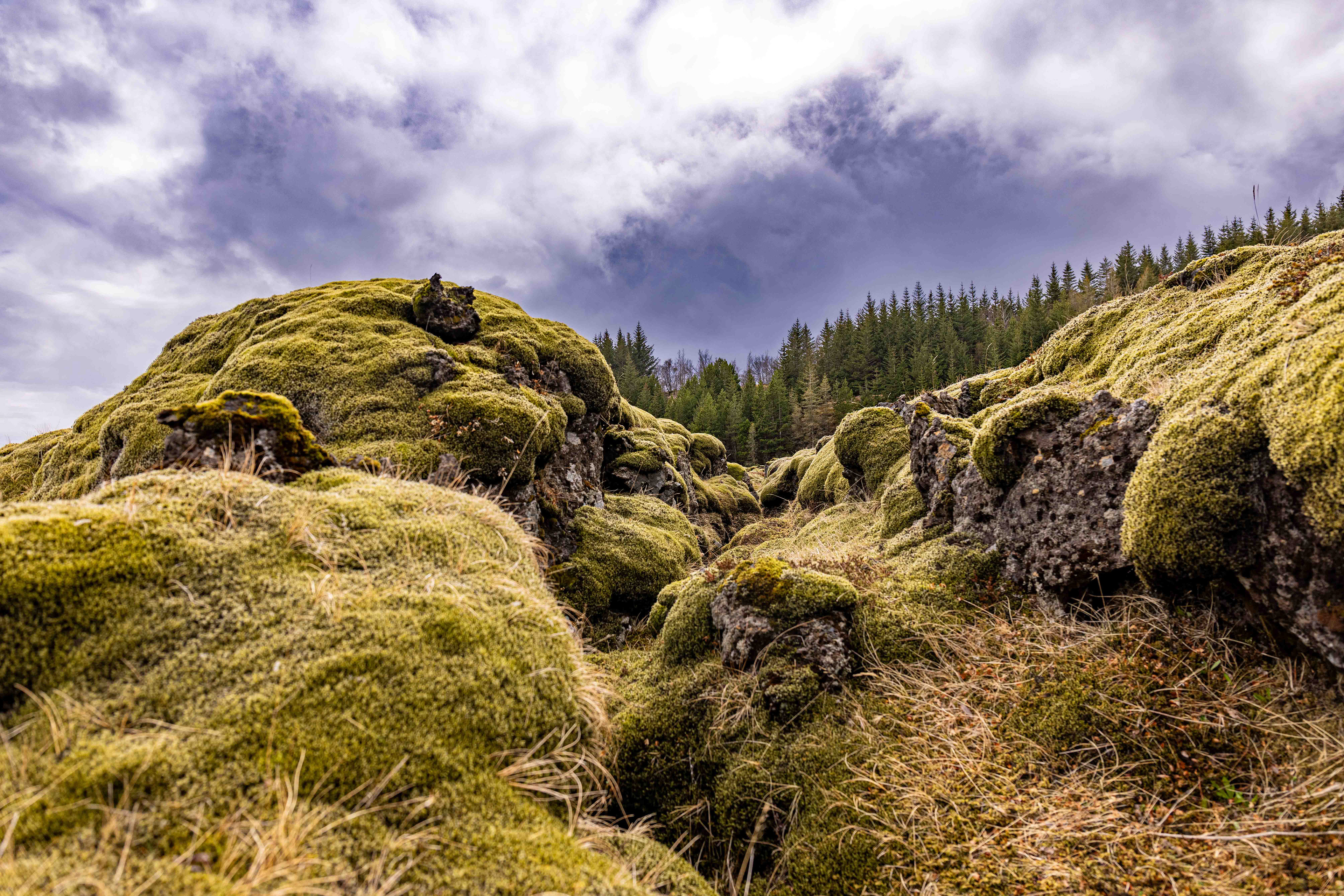 The frozen lava basalt at Eldraun is covered with lichen and moss.