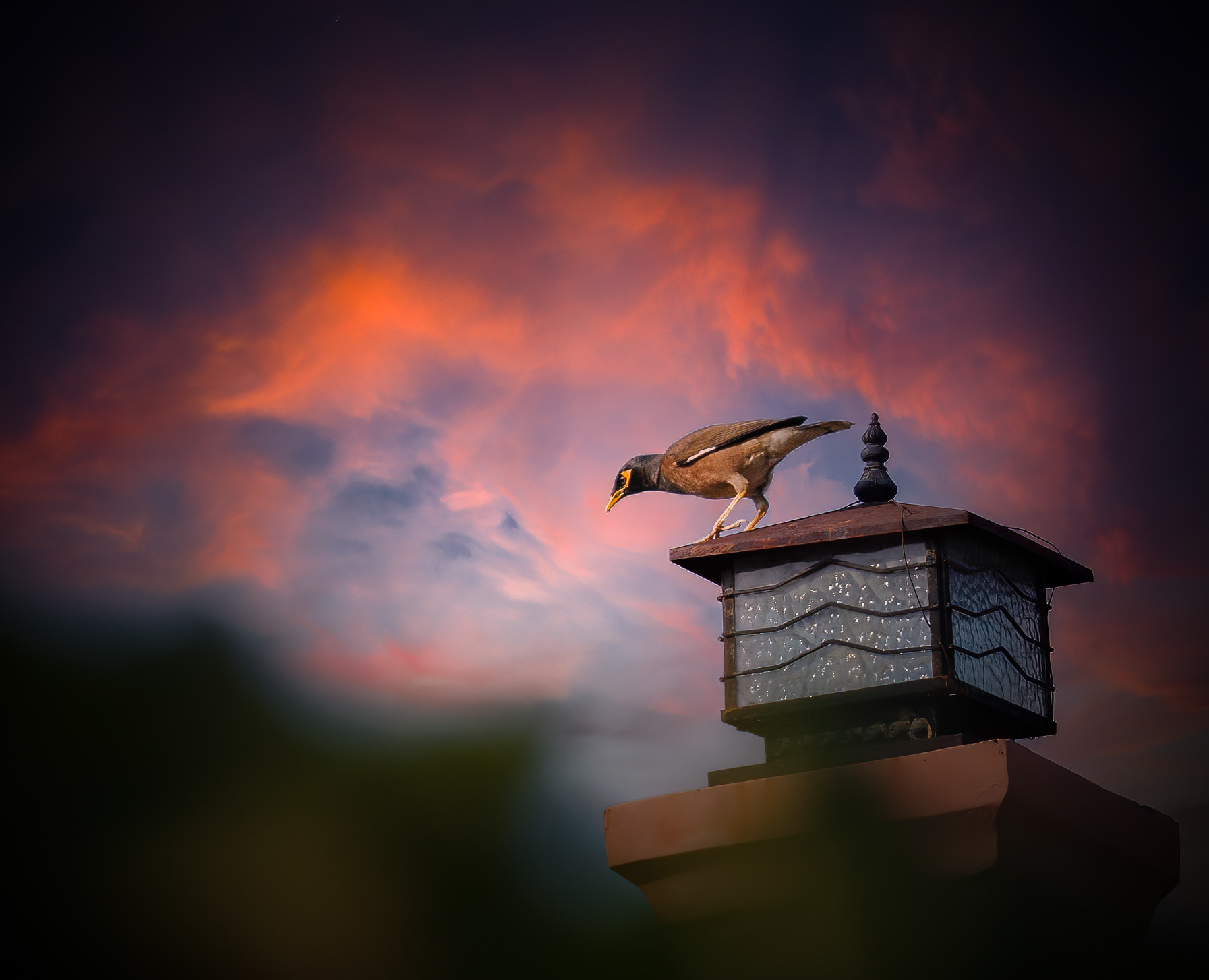 The myna is very common here, but sell for over $1000 in US pet shops for their ability to speak.