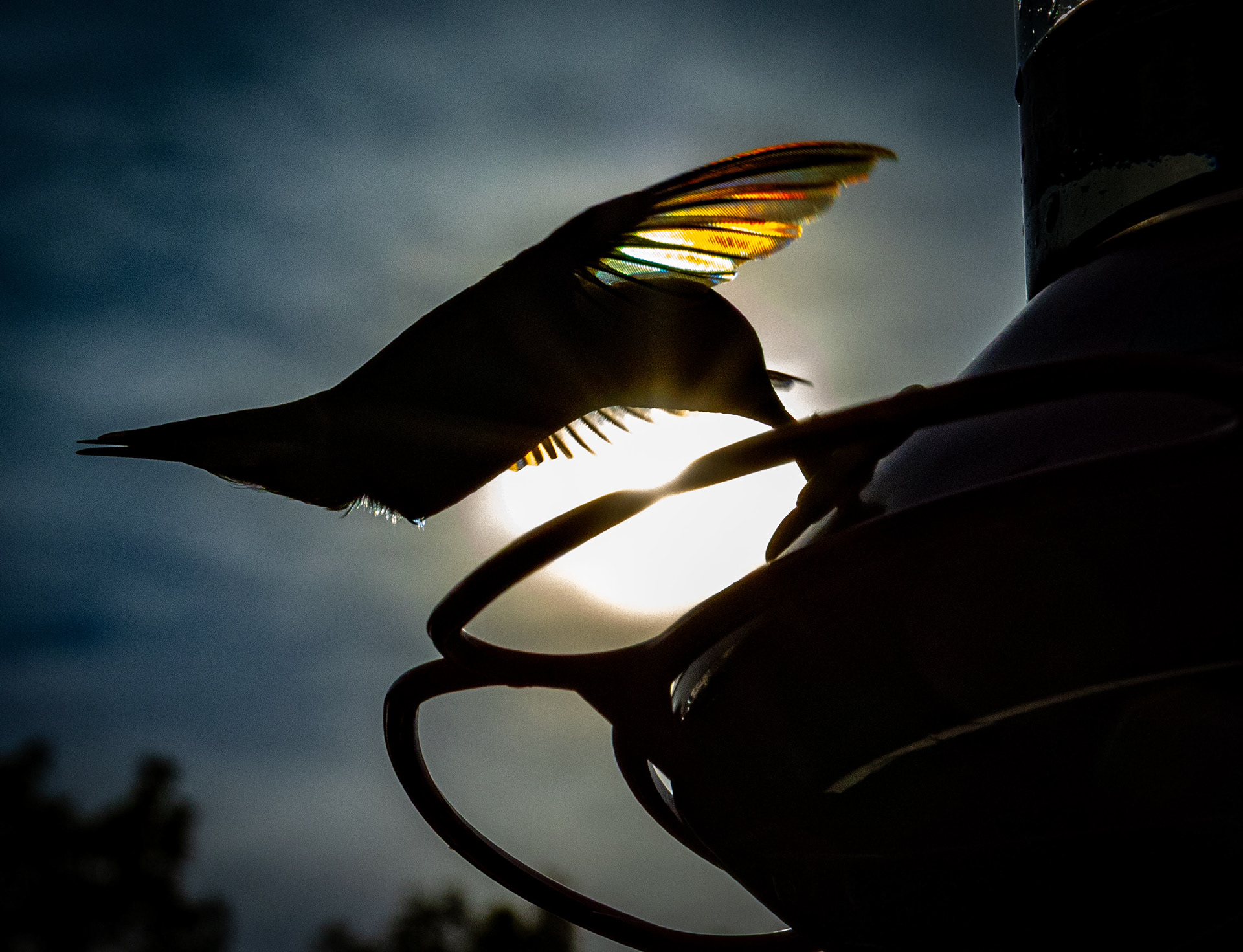 ruby-throated hummingbird, dawn, Woodbridge, Virginia