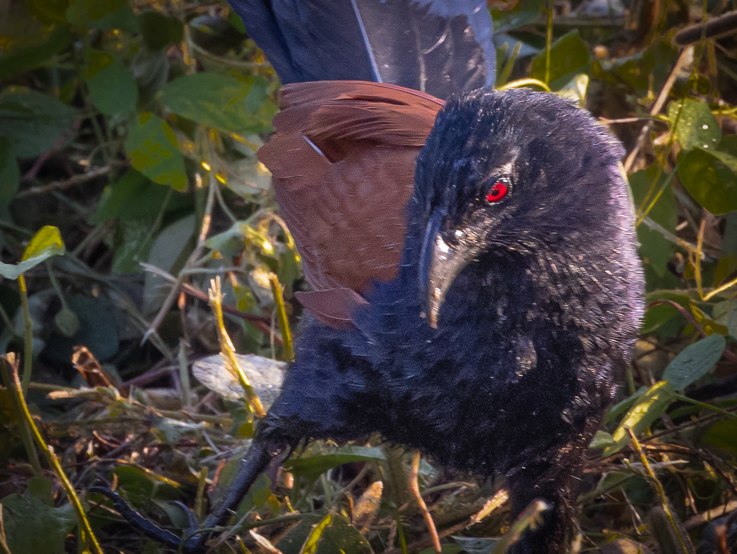 This is a greater coucal.