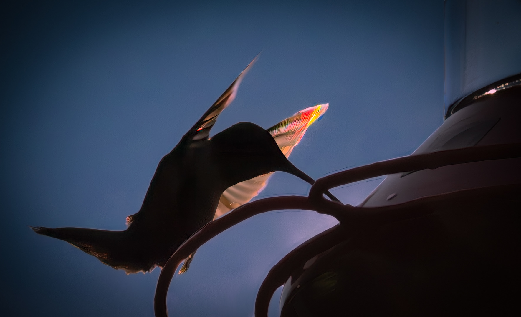 ruby-throated hummingbird