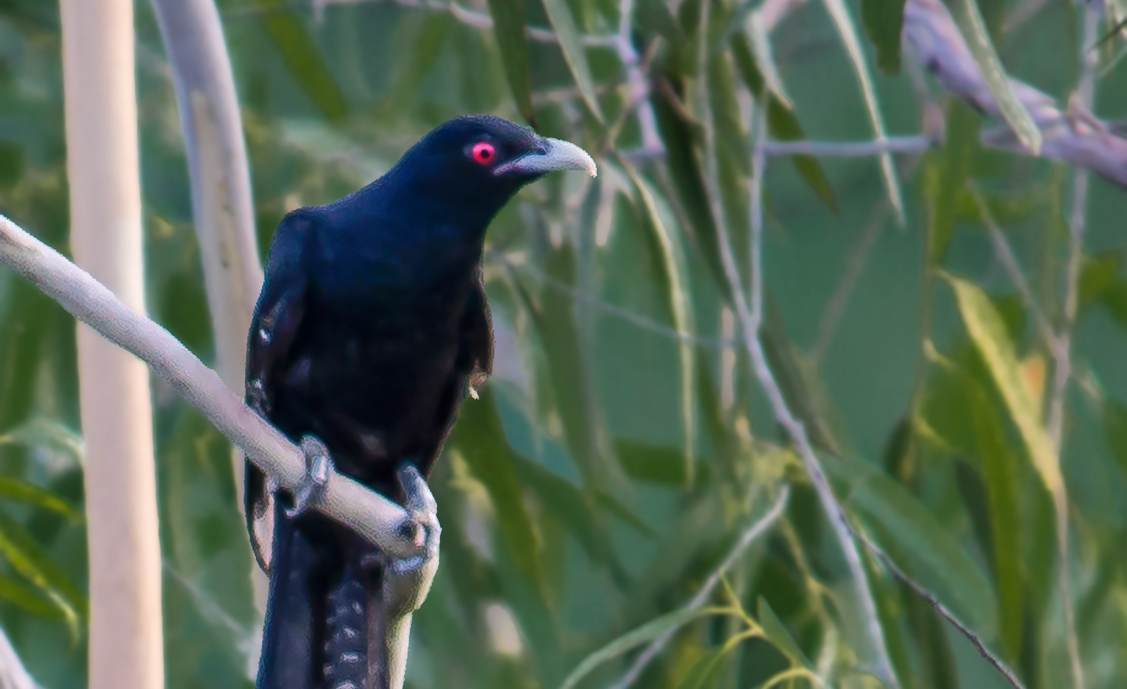 This is a male Asian koel.  These birds are "brood parasites".  They lay their eggs in the nests of other birds.  