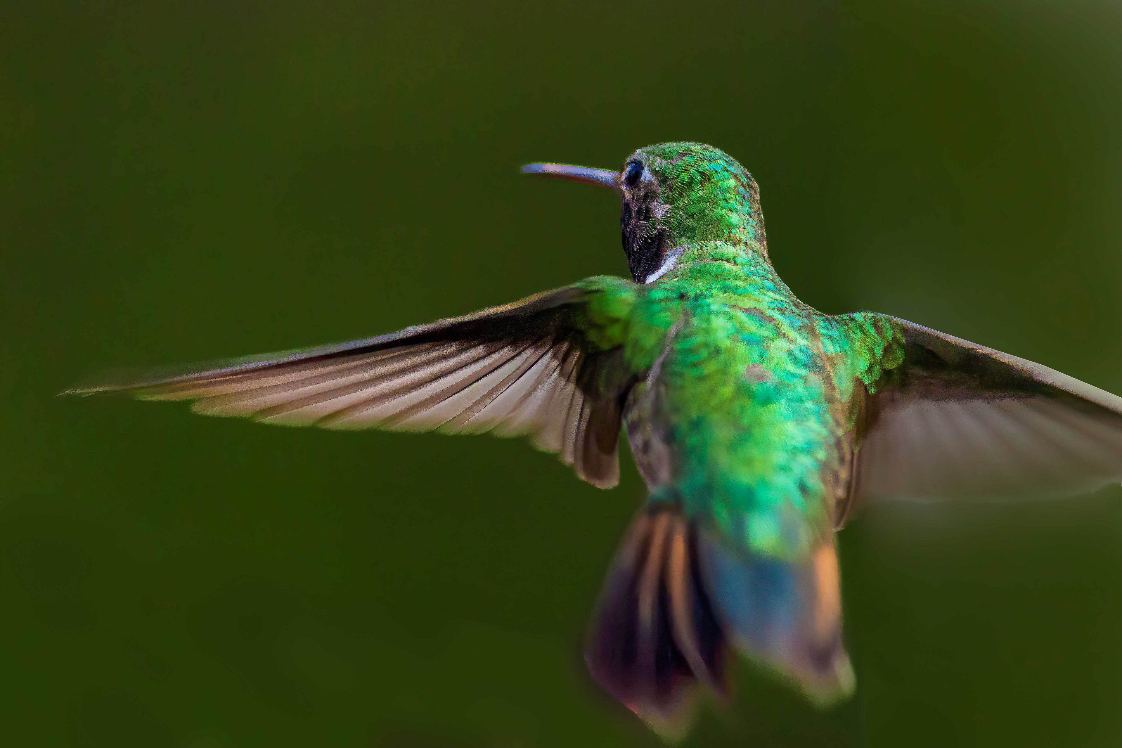 broad-tailed hummingbird, Nederland, Colorado