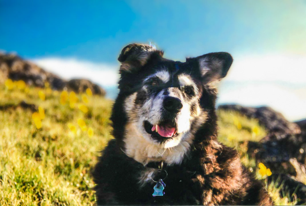 Chiri on Arapaho Pass