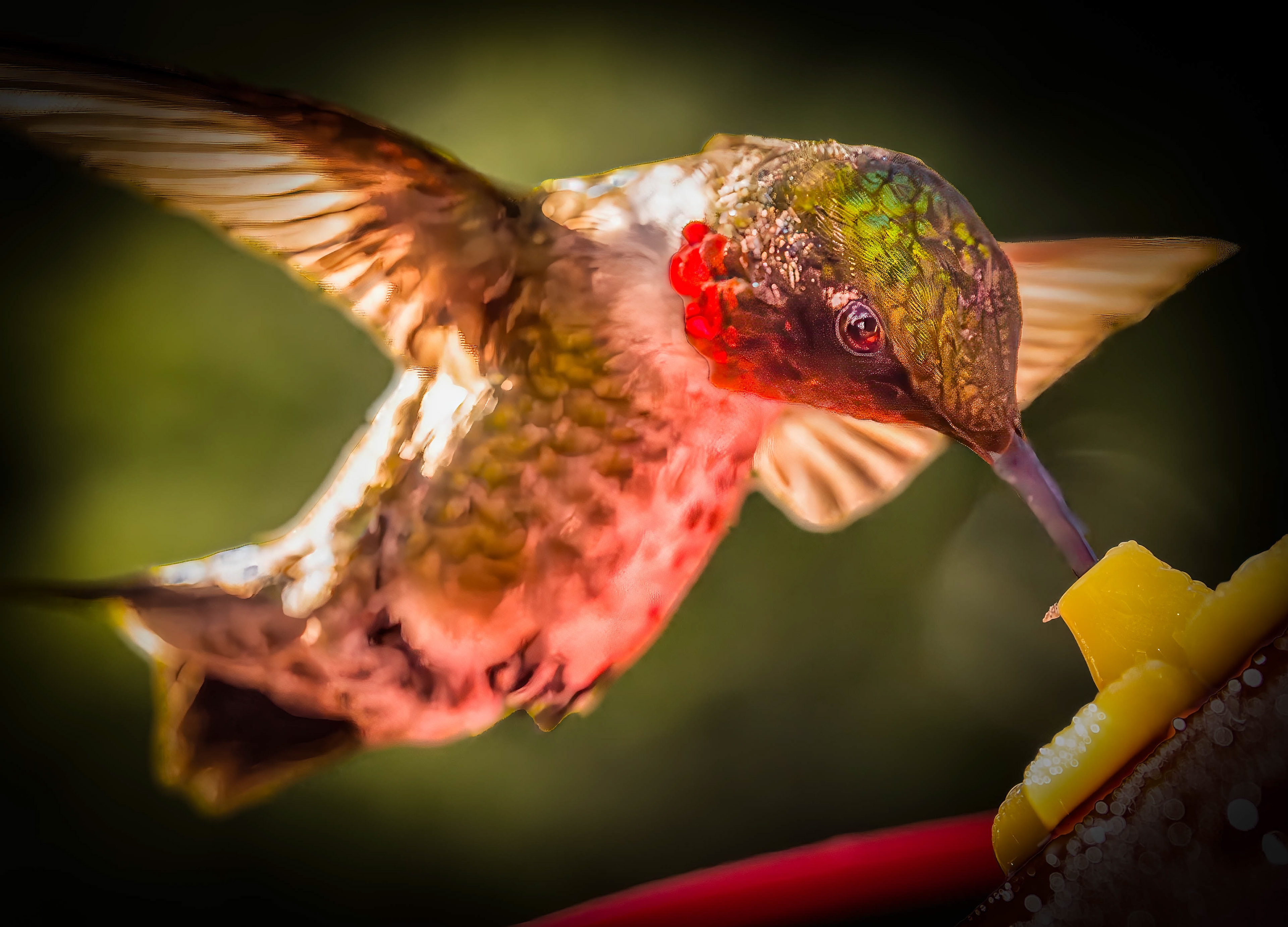 ruby-throated hummingbird,  Woodbridge, VA