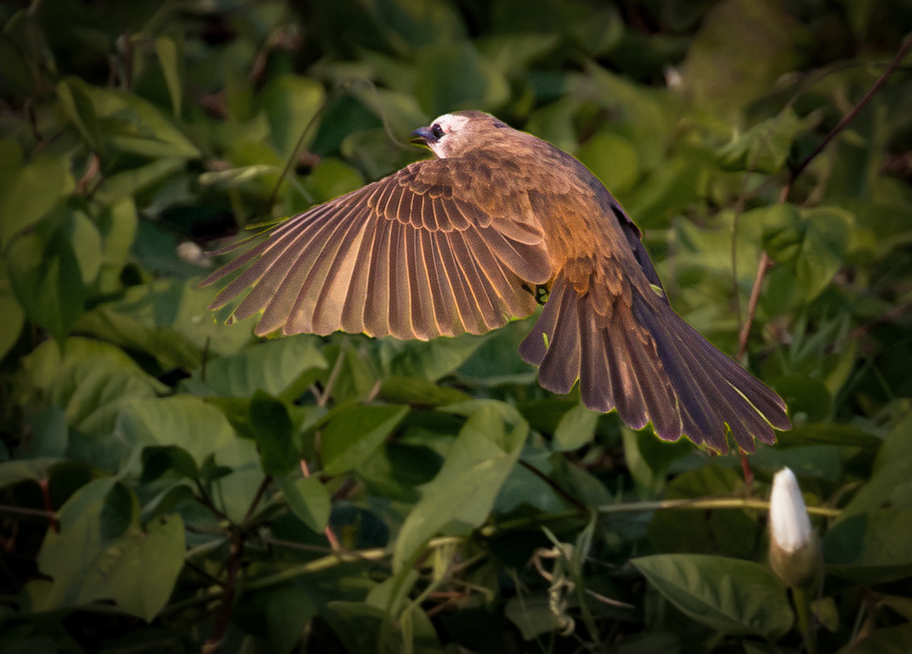 yellow-vented bulbul