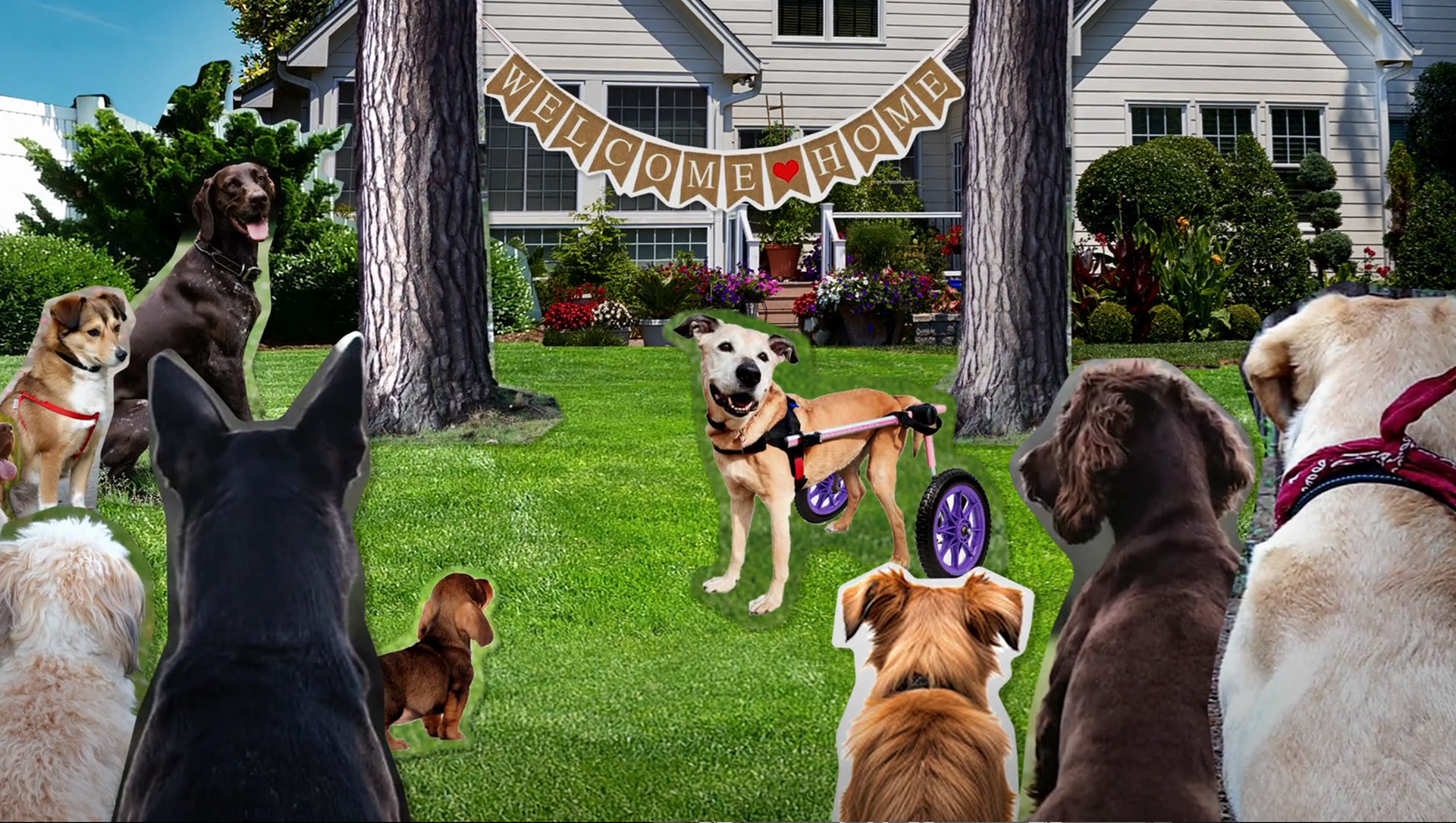 Animated photo collage for "Dog Party"
