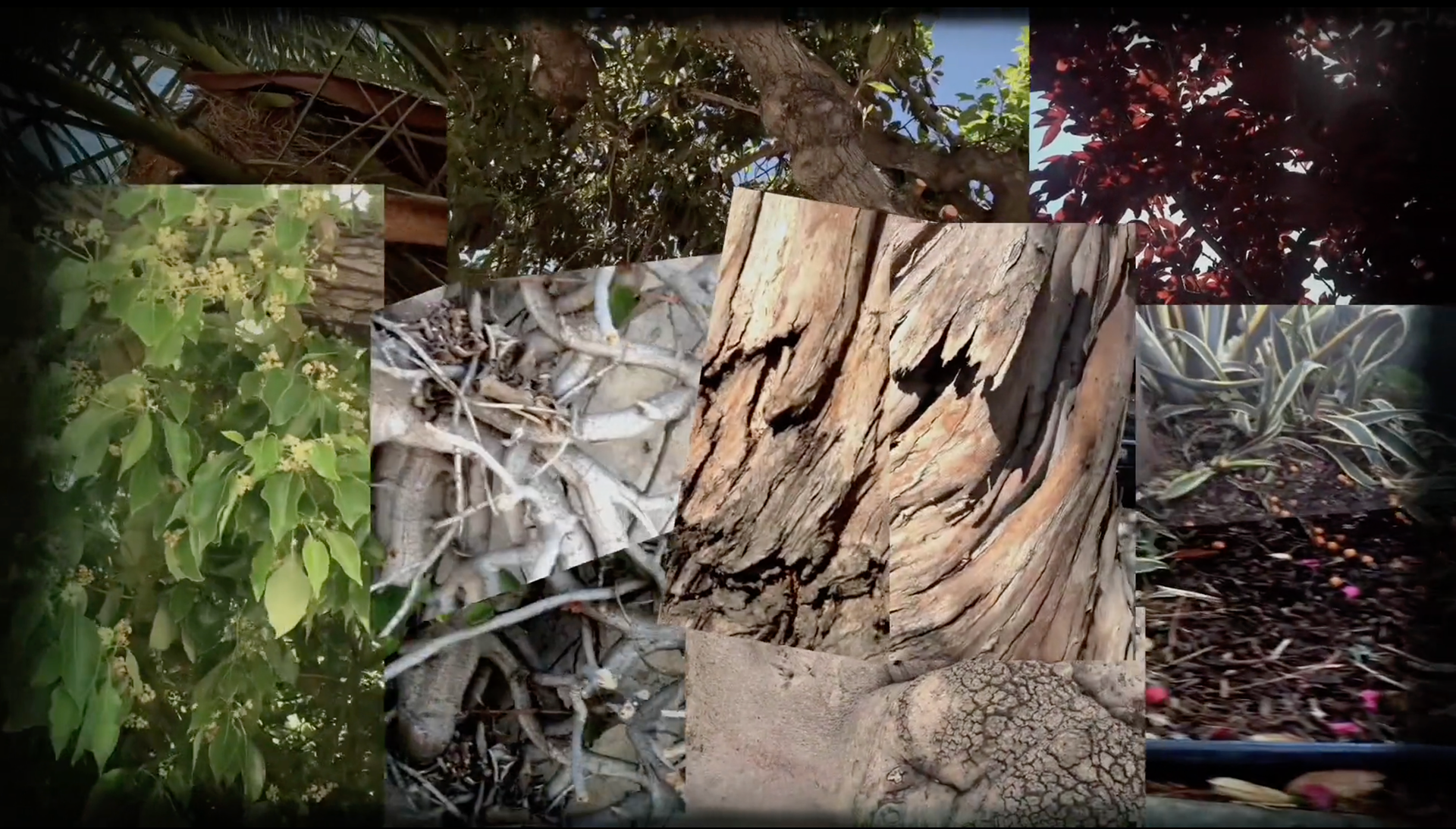 Video collage for "After the Garden" (2017)