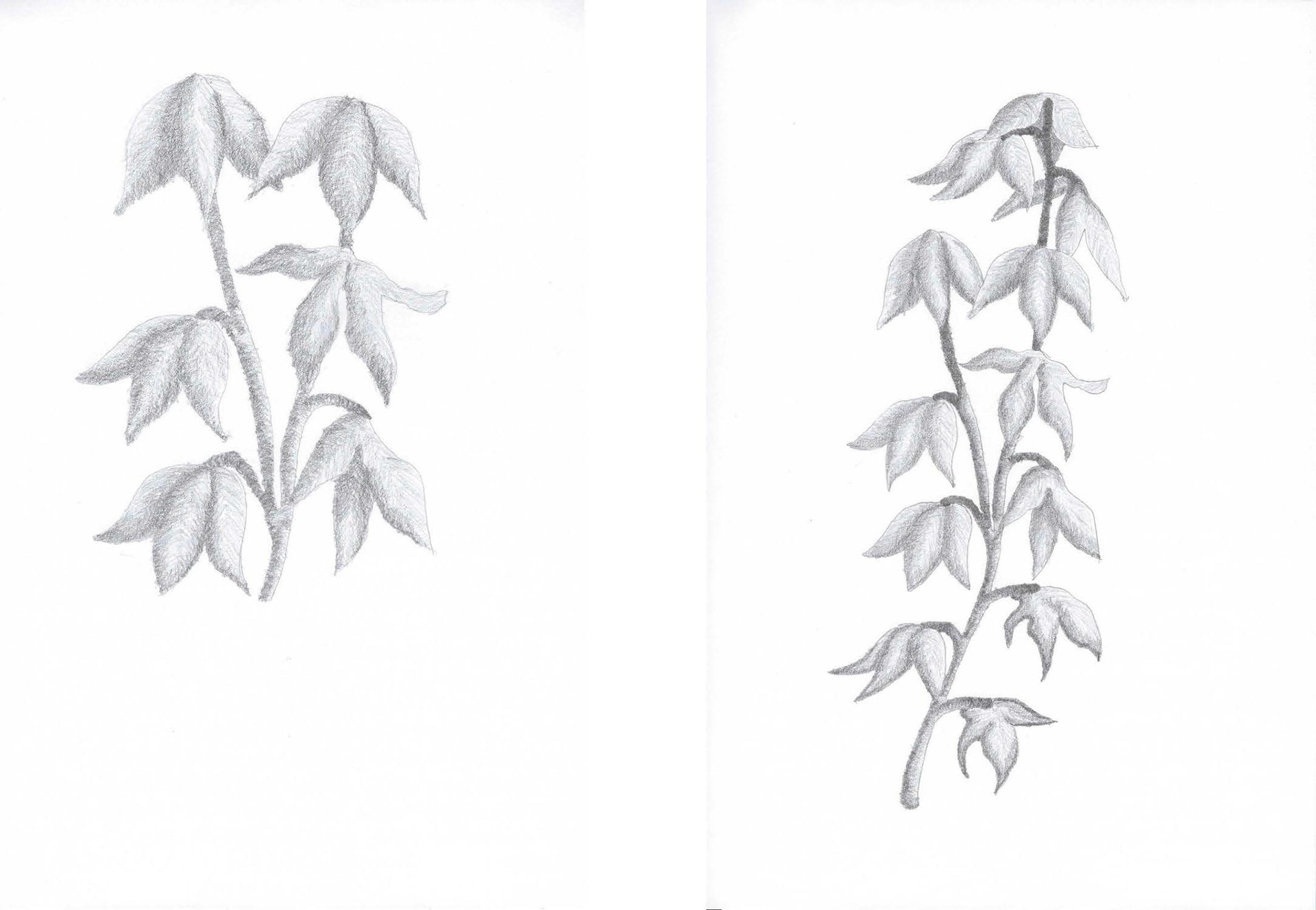 Sketchbook ideas exploring nature - 'ready to hang' wall art