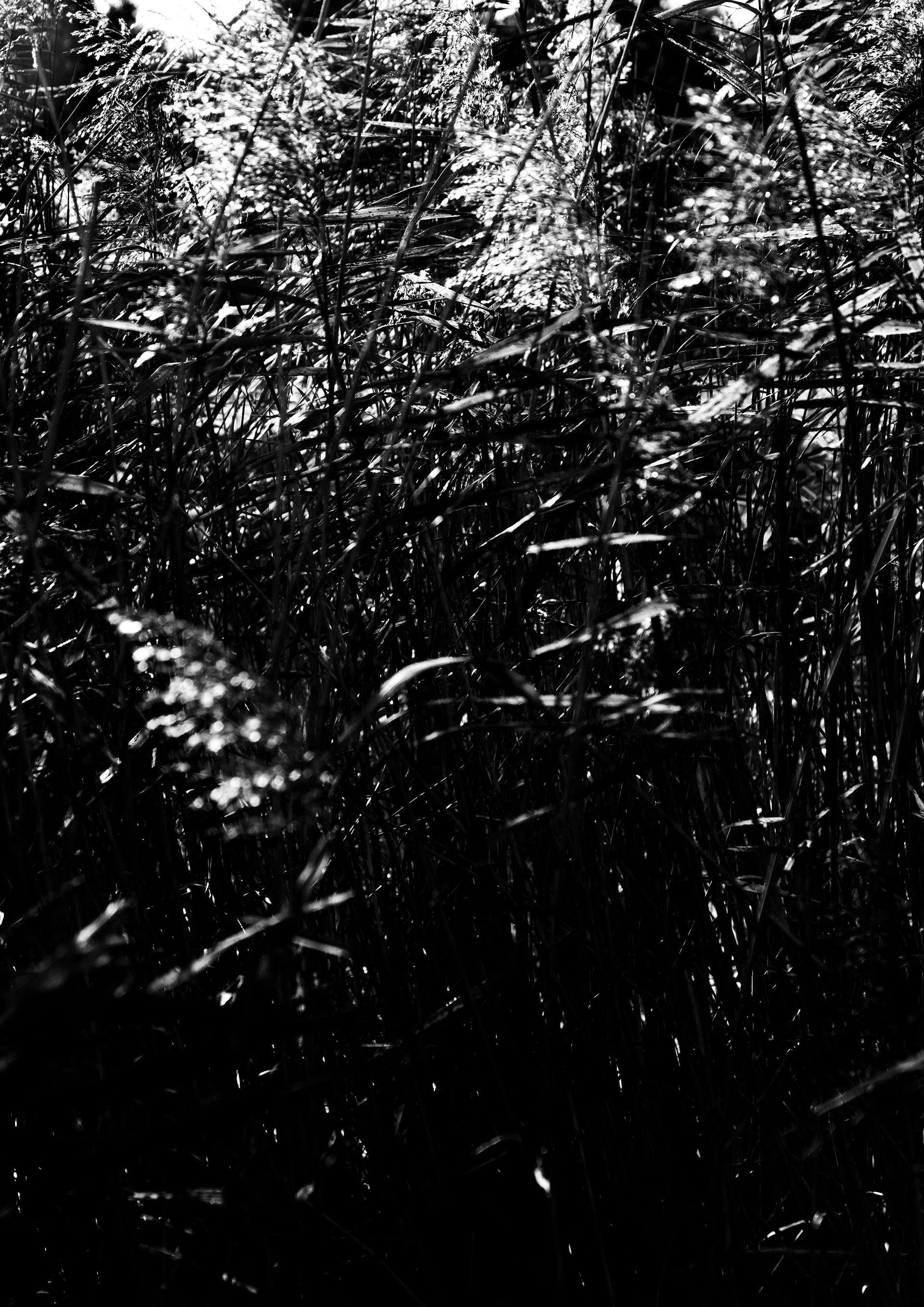 LOOKING FOR LIGHT 2 ©