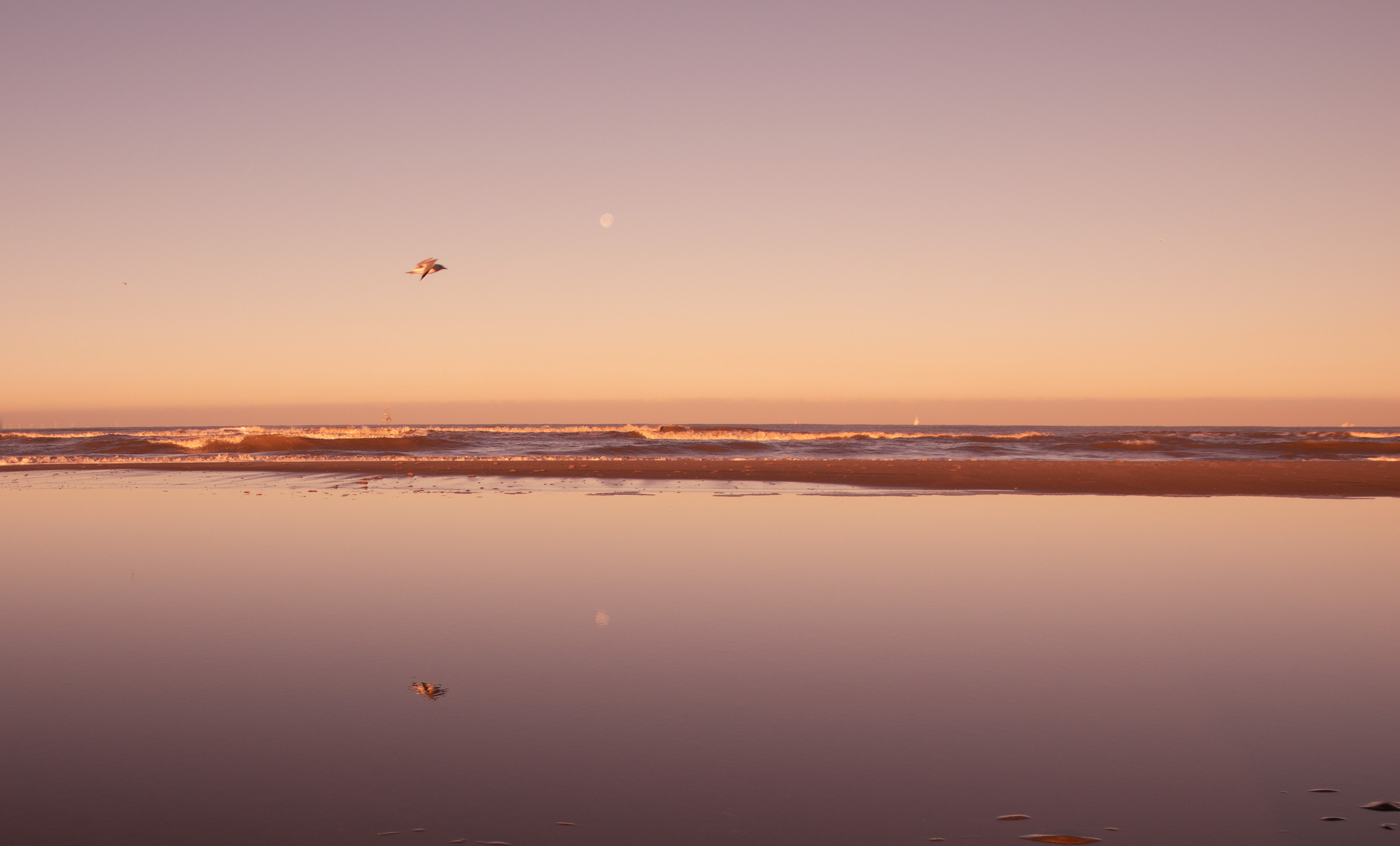 DREAMING 1©