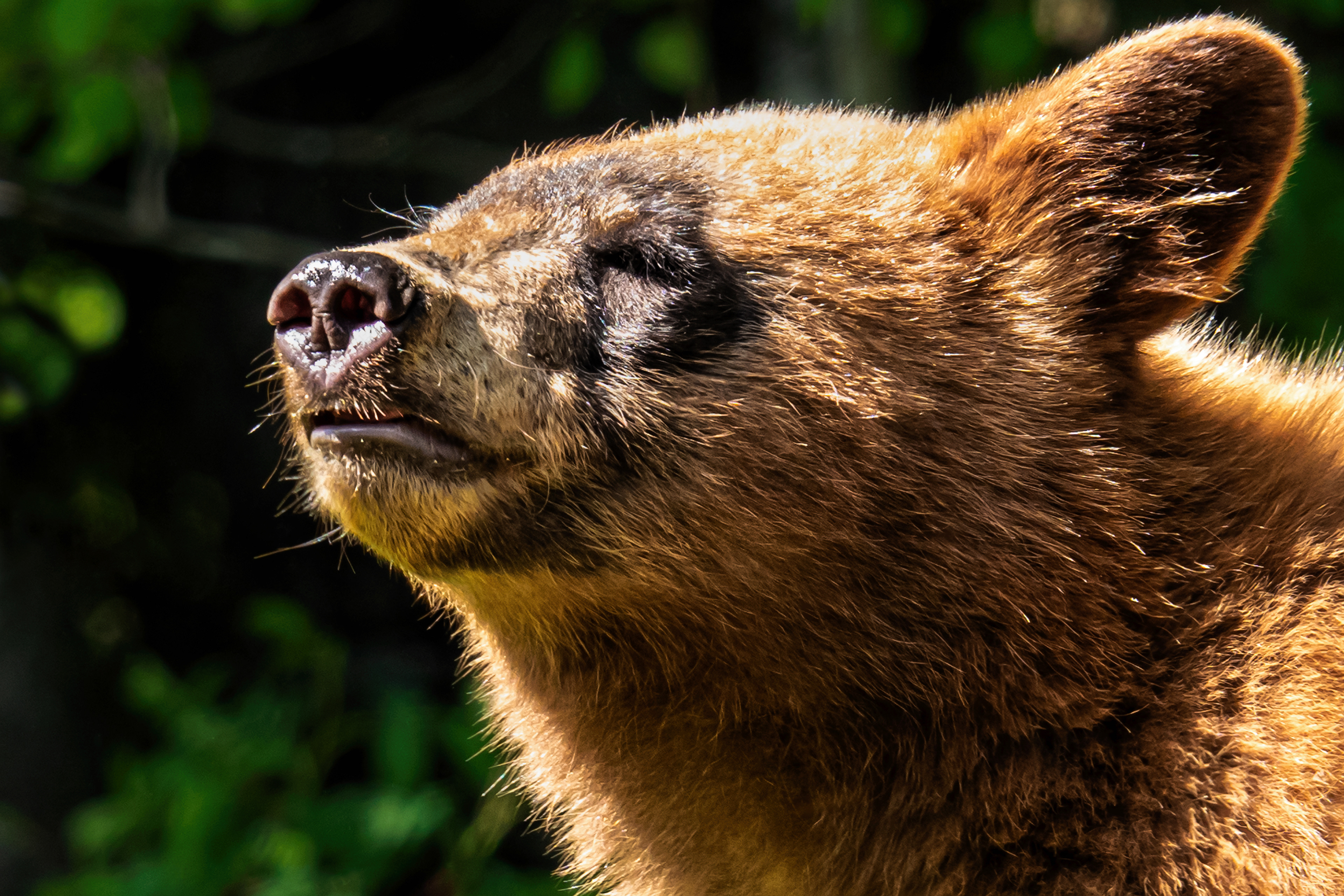 Cinnamon Bear Enjoying a Moment