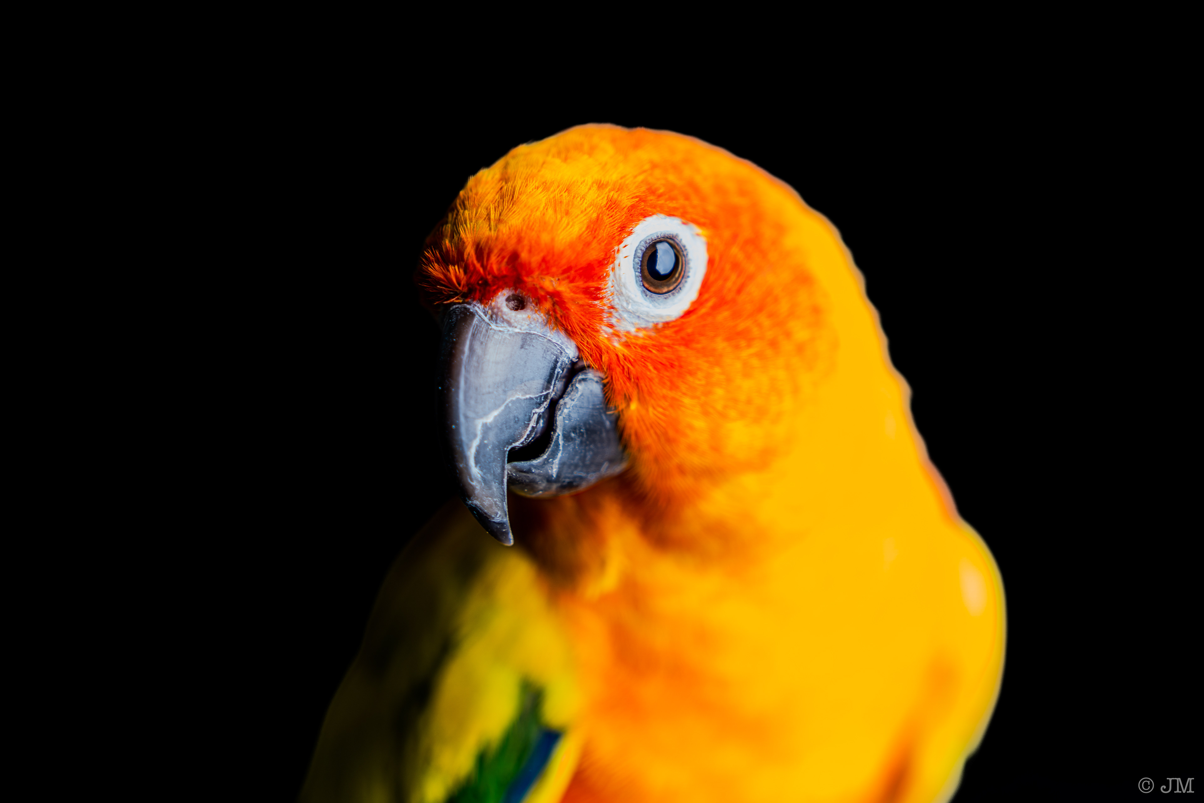 Meet Mango! | Sun Conure | March 16, 2024