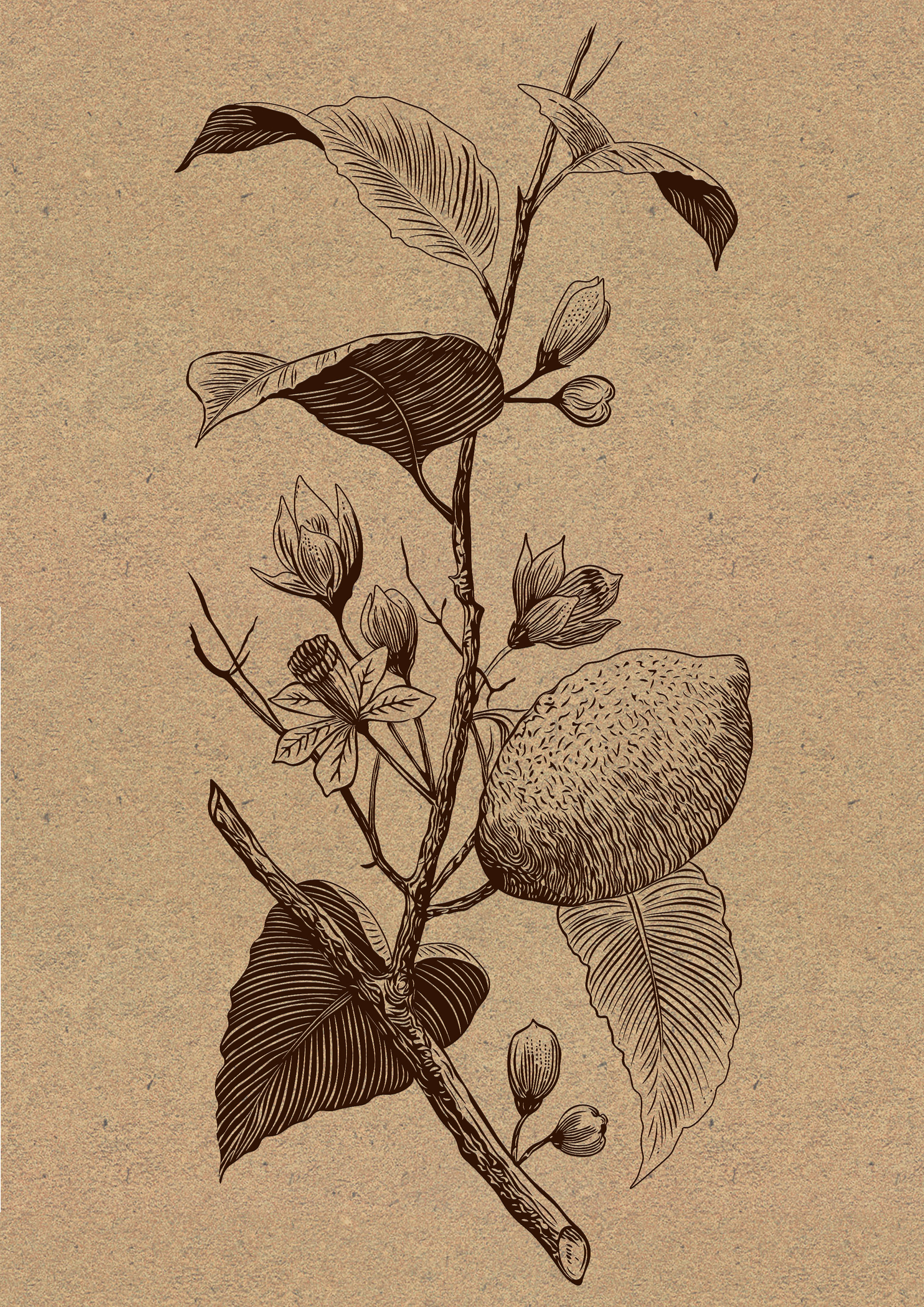 'Lemon', digital illustration