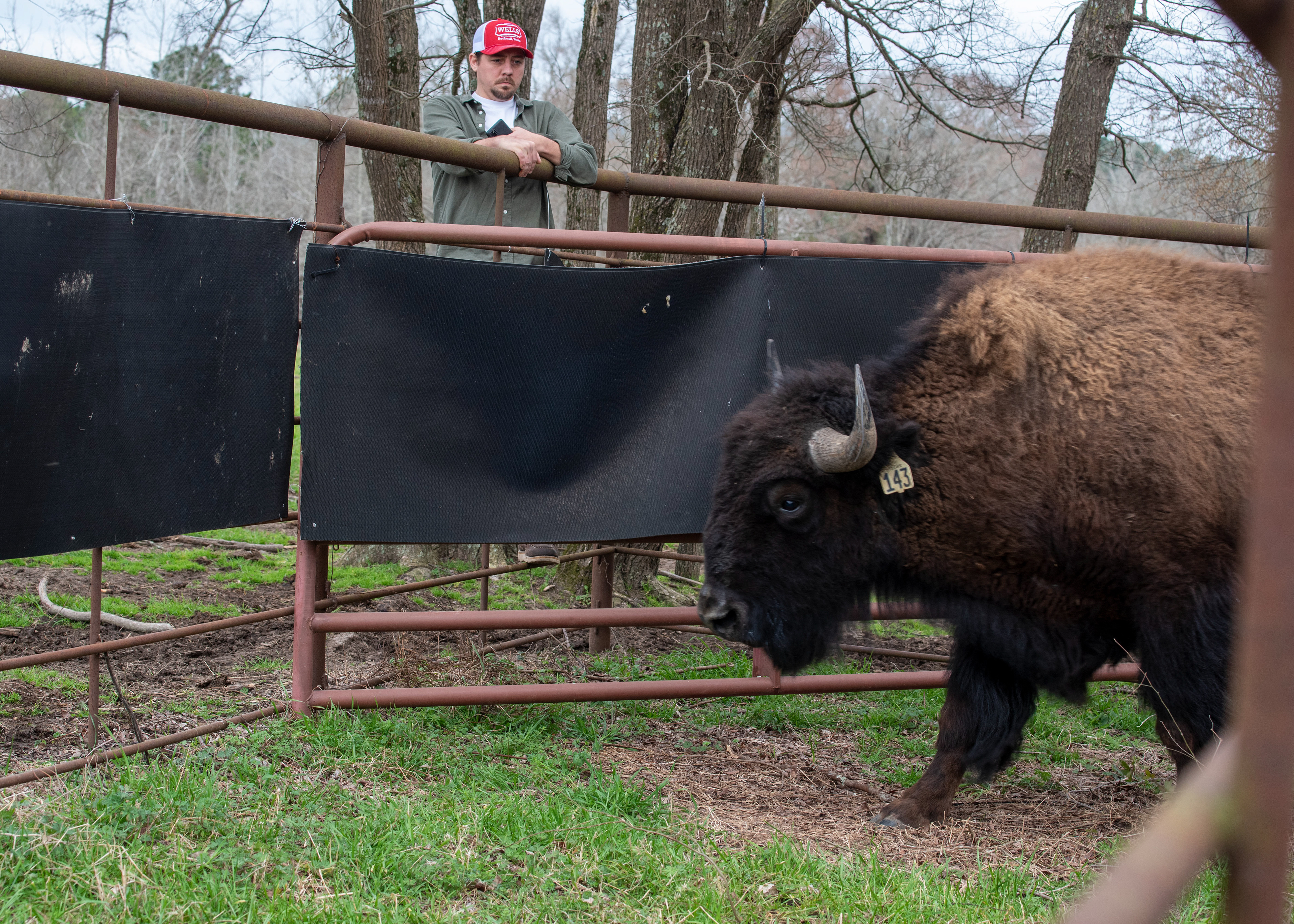 Escaping to open pasture