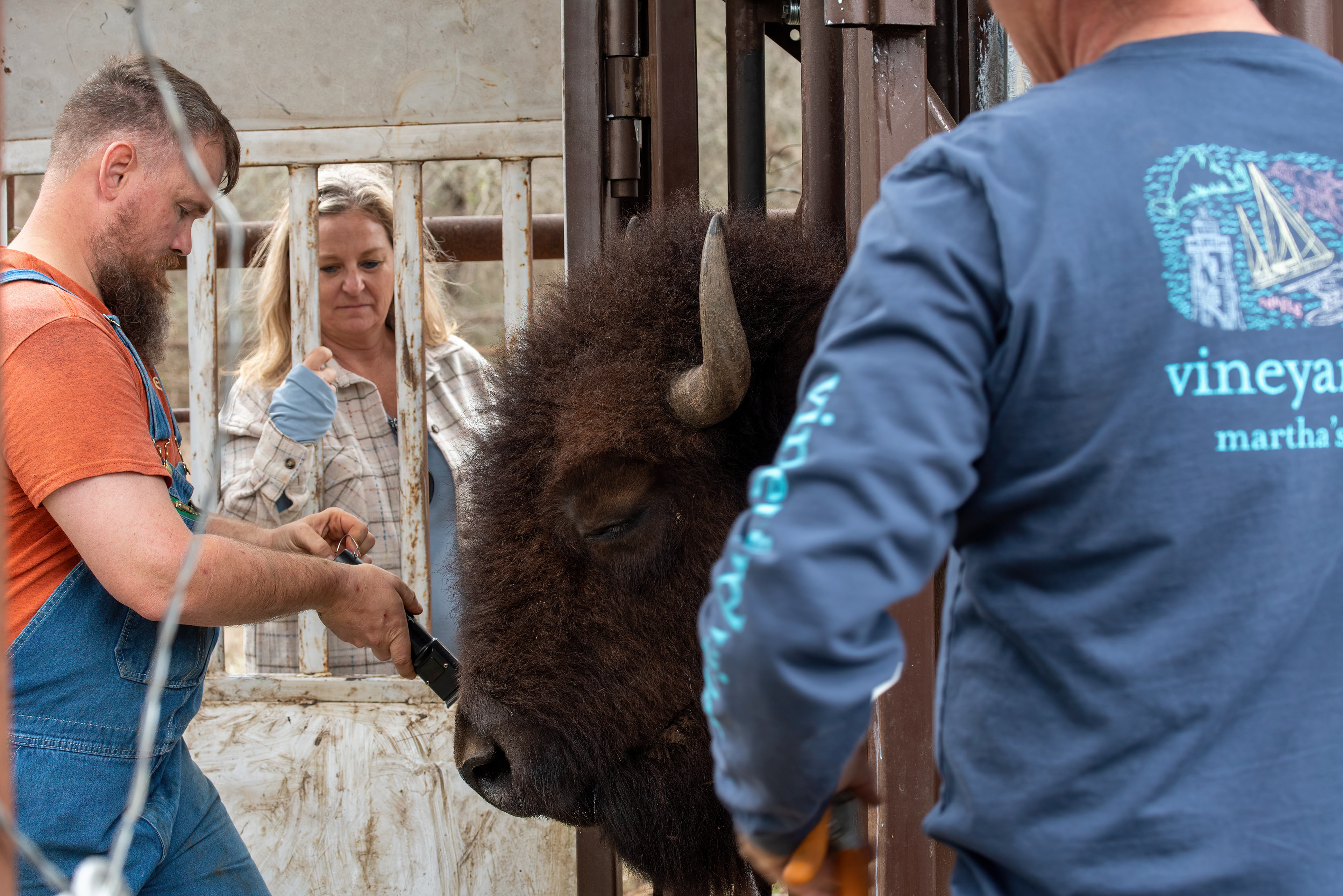 Shaving for an ear tag Look at the door? Head butts?