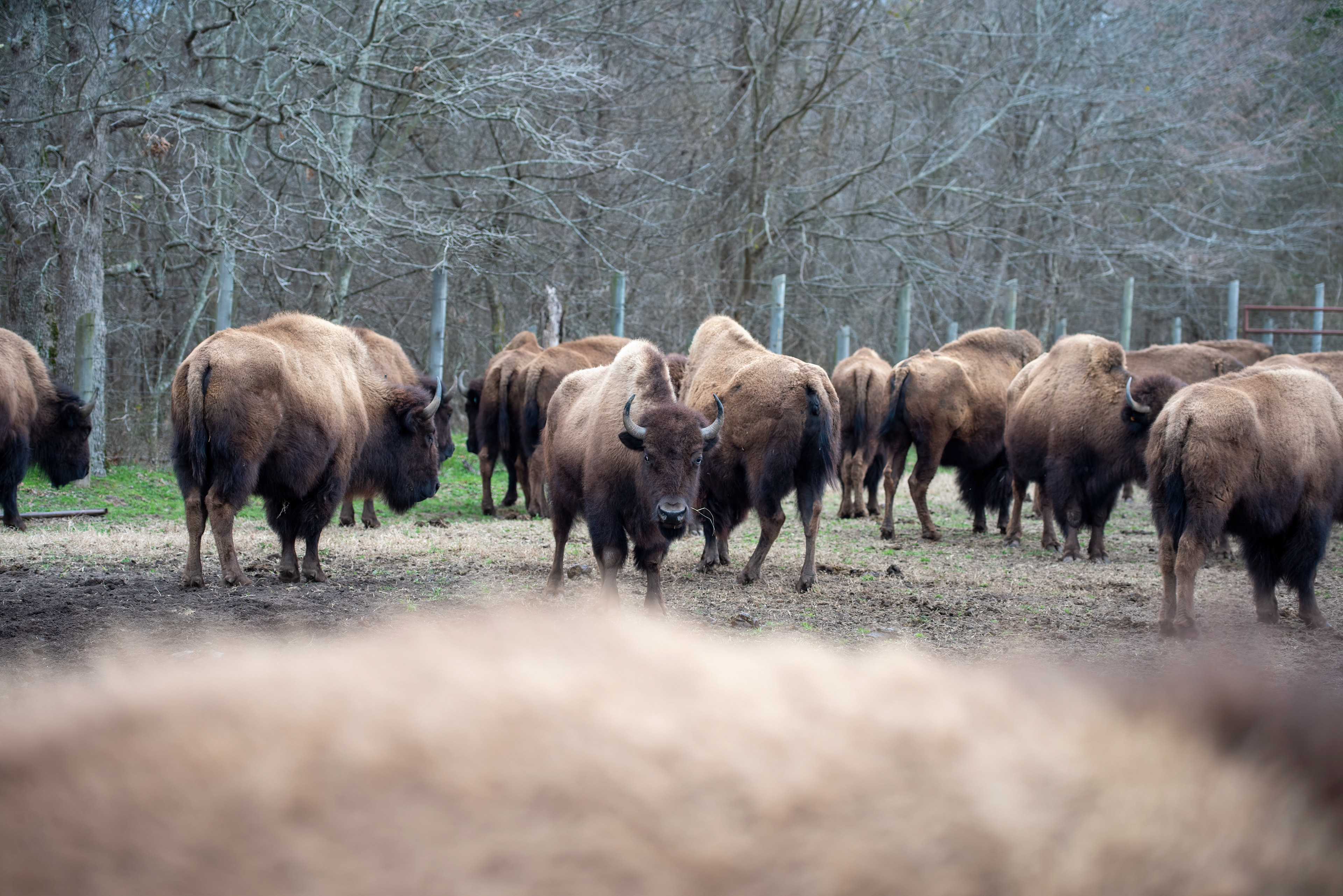 A Great Herd